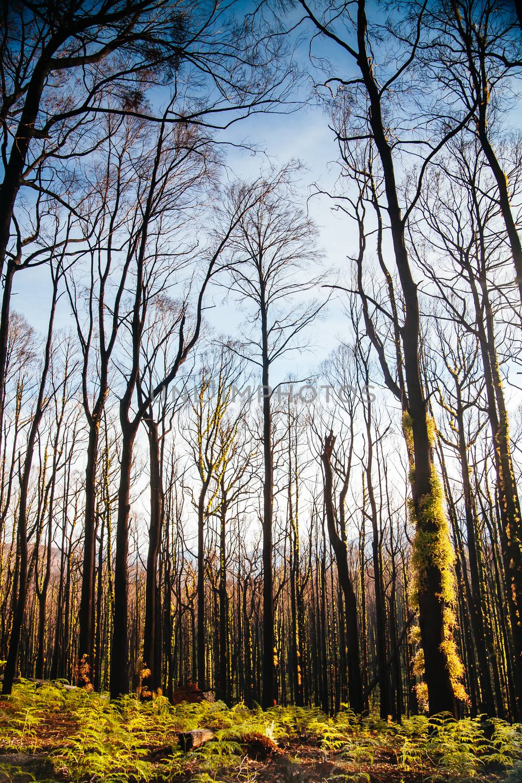 Devastated flora and fauna on theroad to Lake Mountain ski resort after 2009 Black Saturday bushfires near Marysville, Victoria, Australia