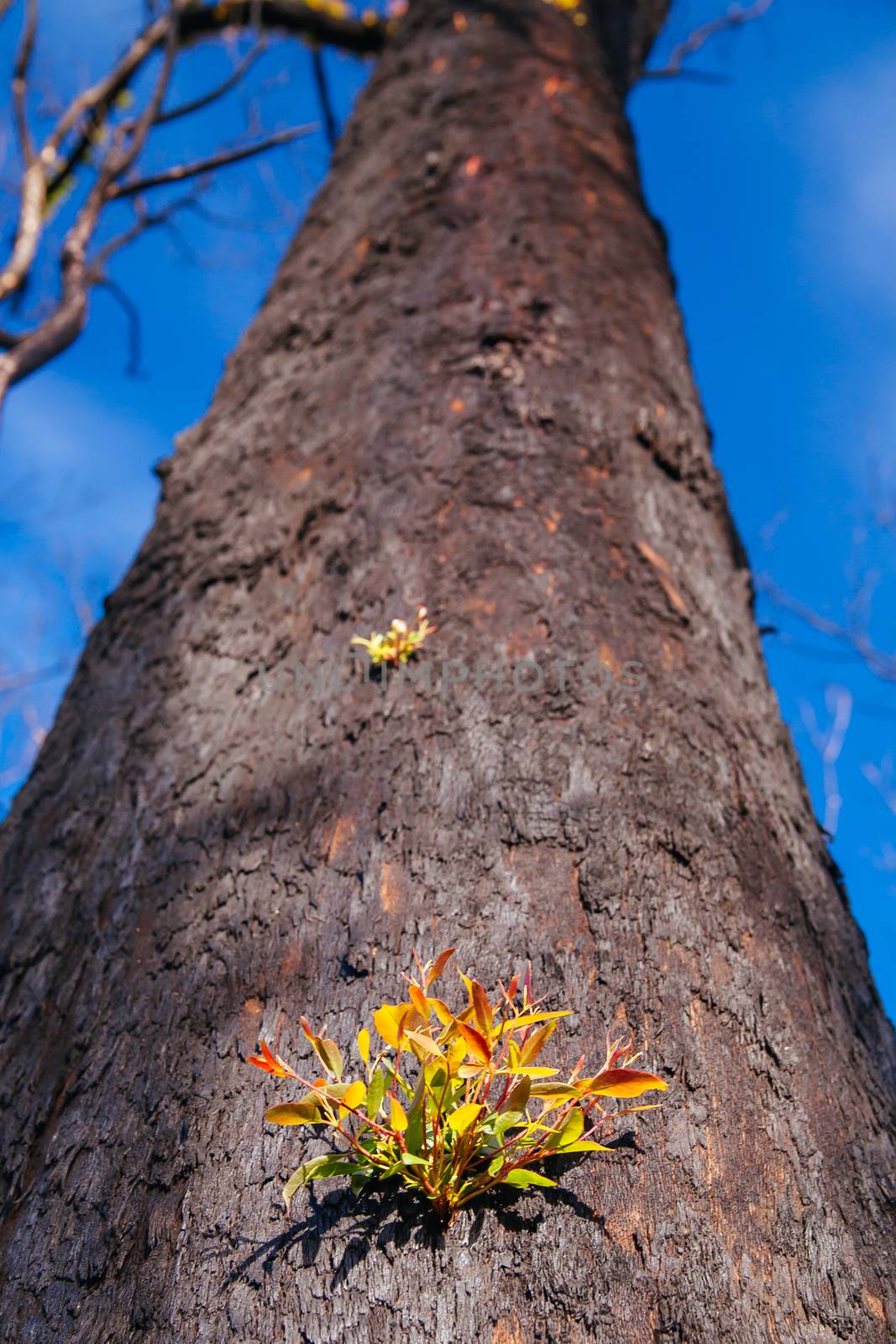 Devastated flora and fauna on theroad to Lake Mountain ski resort after 2009 Black Saturday bushfires near Marysville, Victoria, Australia