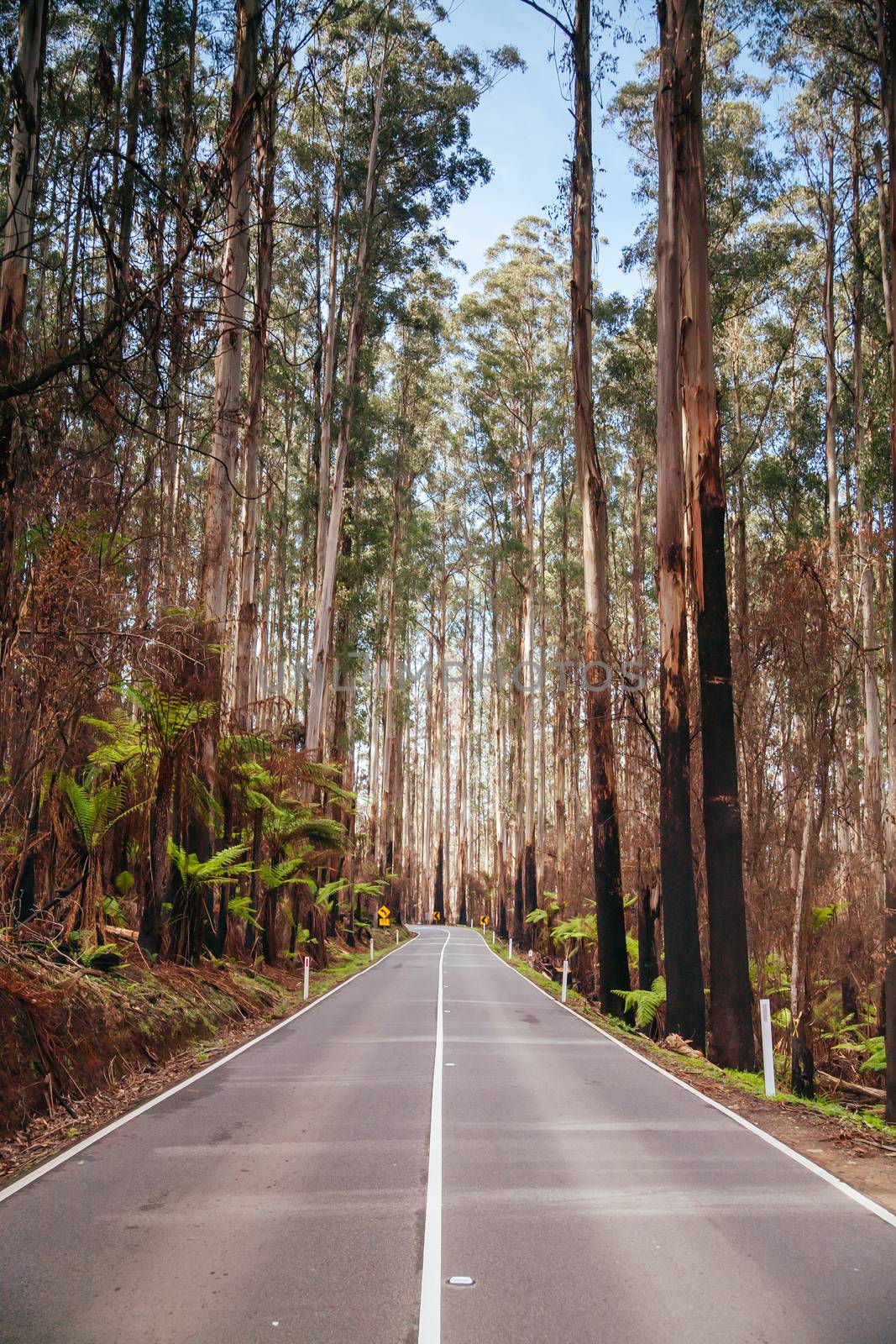 The Black Spur after Black Saturday Fires in Australia by FiledIMAGE