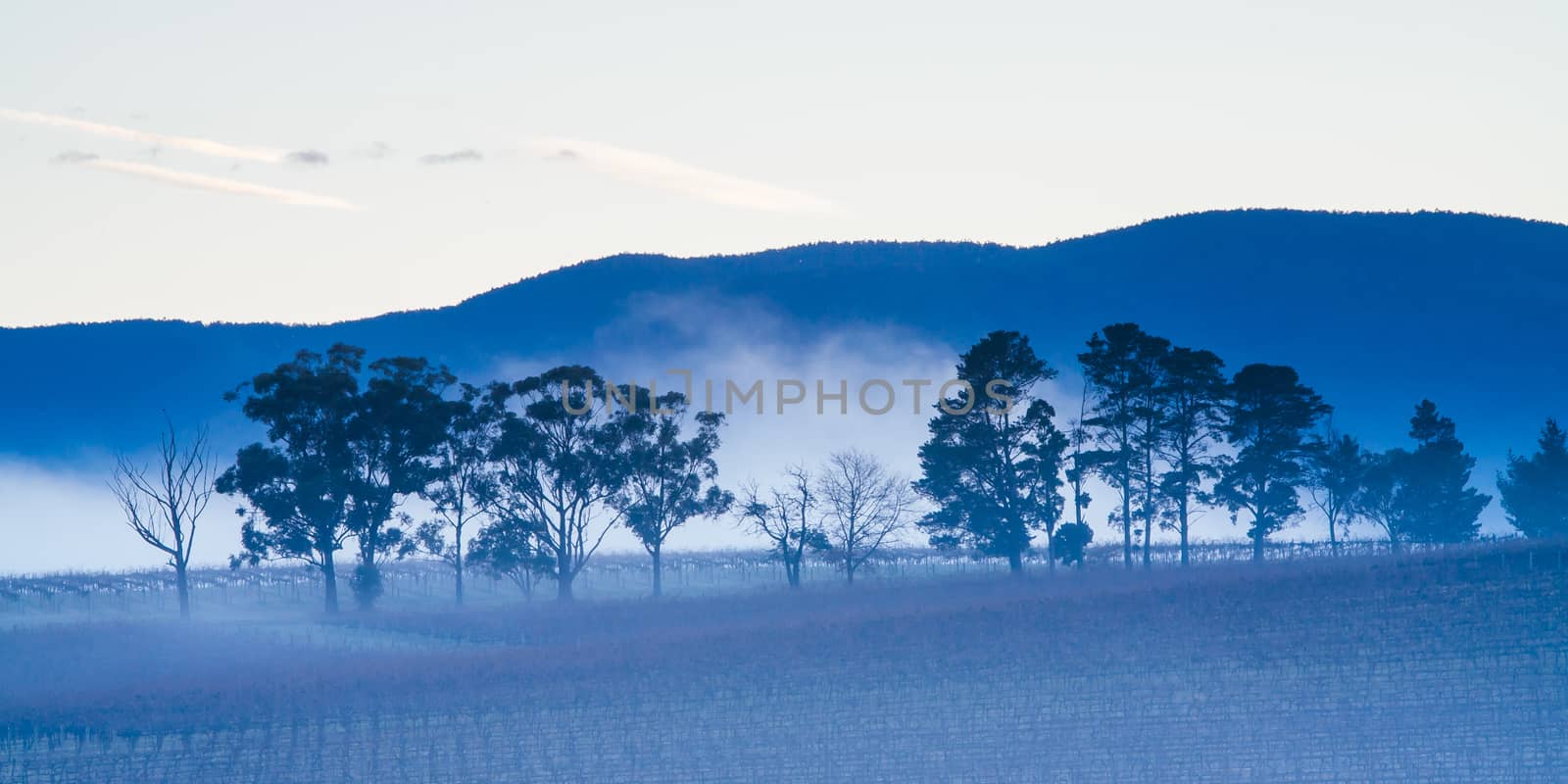 The winter sun rises on a cold misty and frosty morning in the Yarra Valley, Victoria, Australia