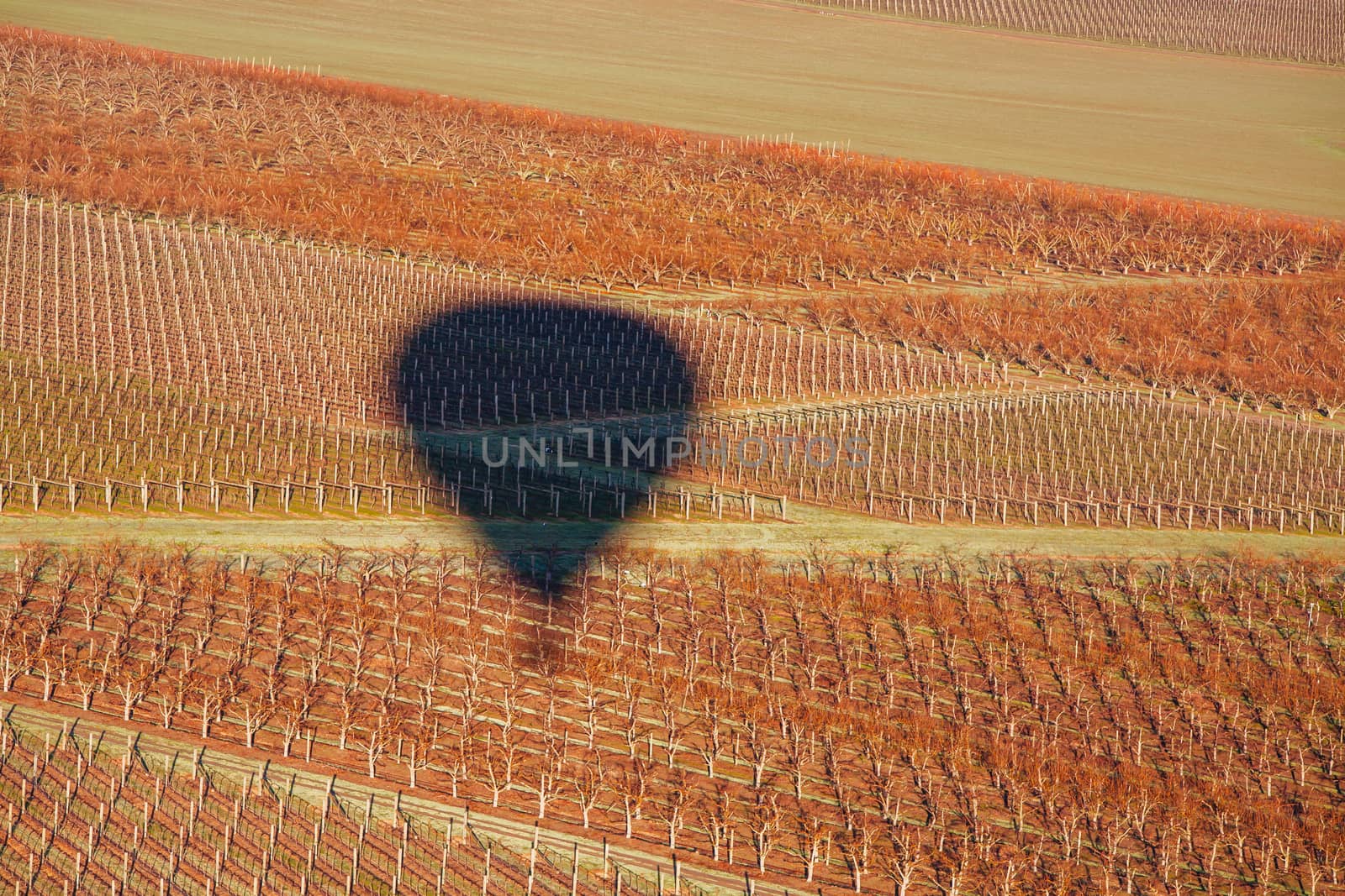 Hot Air Balloon At Sunrise in Australia by FiledIMAGE