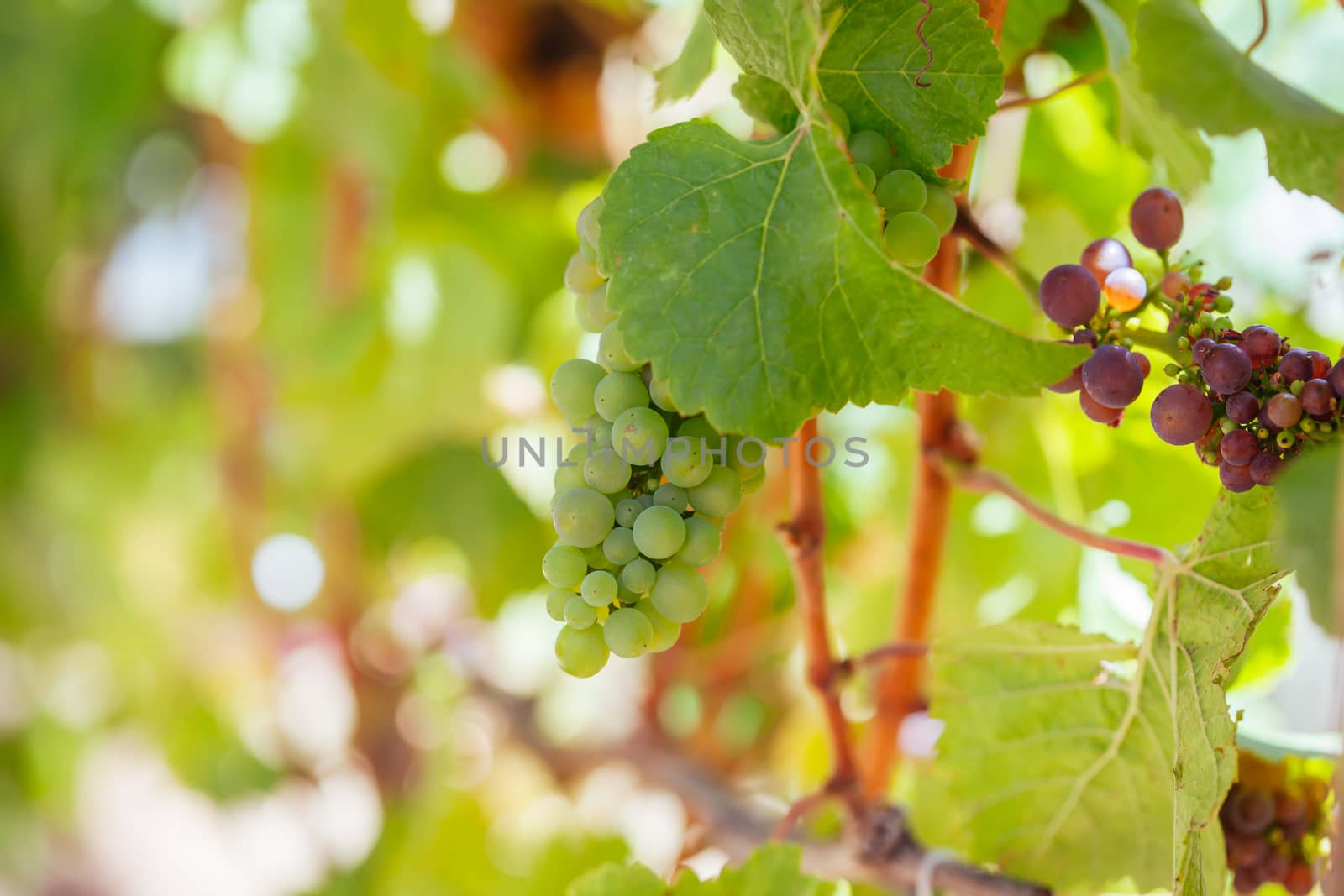 Grapes in mid harvest at a winery in Mornington Peninsula, Victoria, Australia