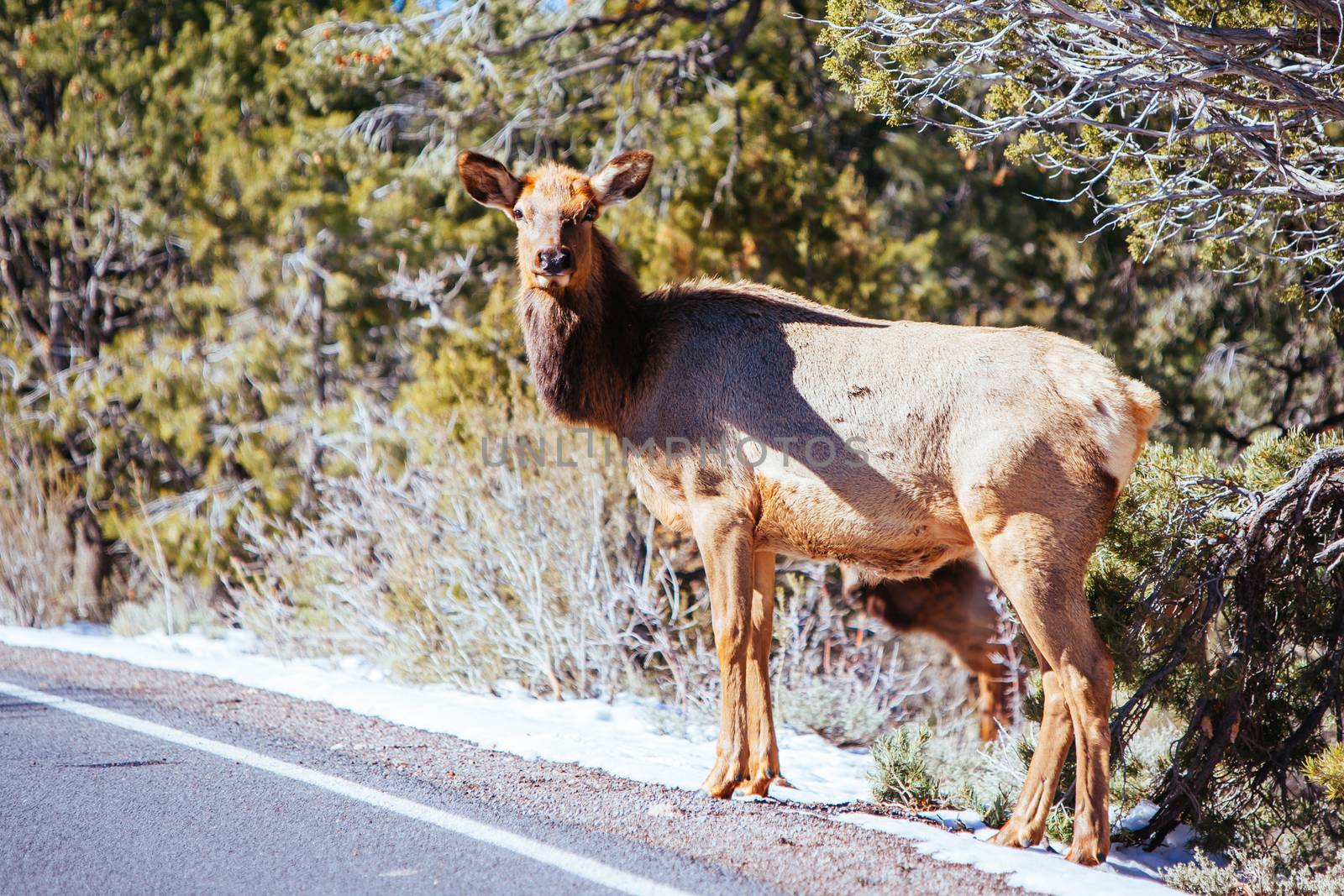 A wild mule deer wanders around the South Rim at the Grand Canyon, Arizona, USA