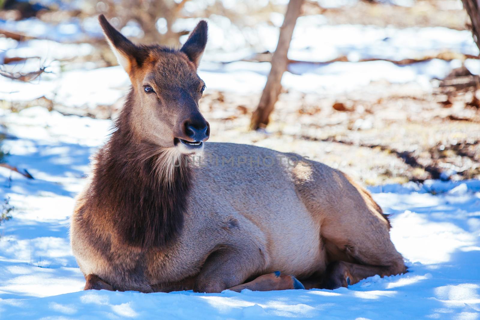 A wild mule deer rests around the South Rim at the Grand Canyon, Arizona, USA