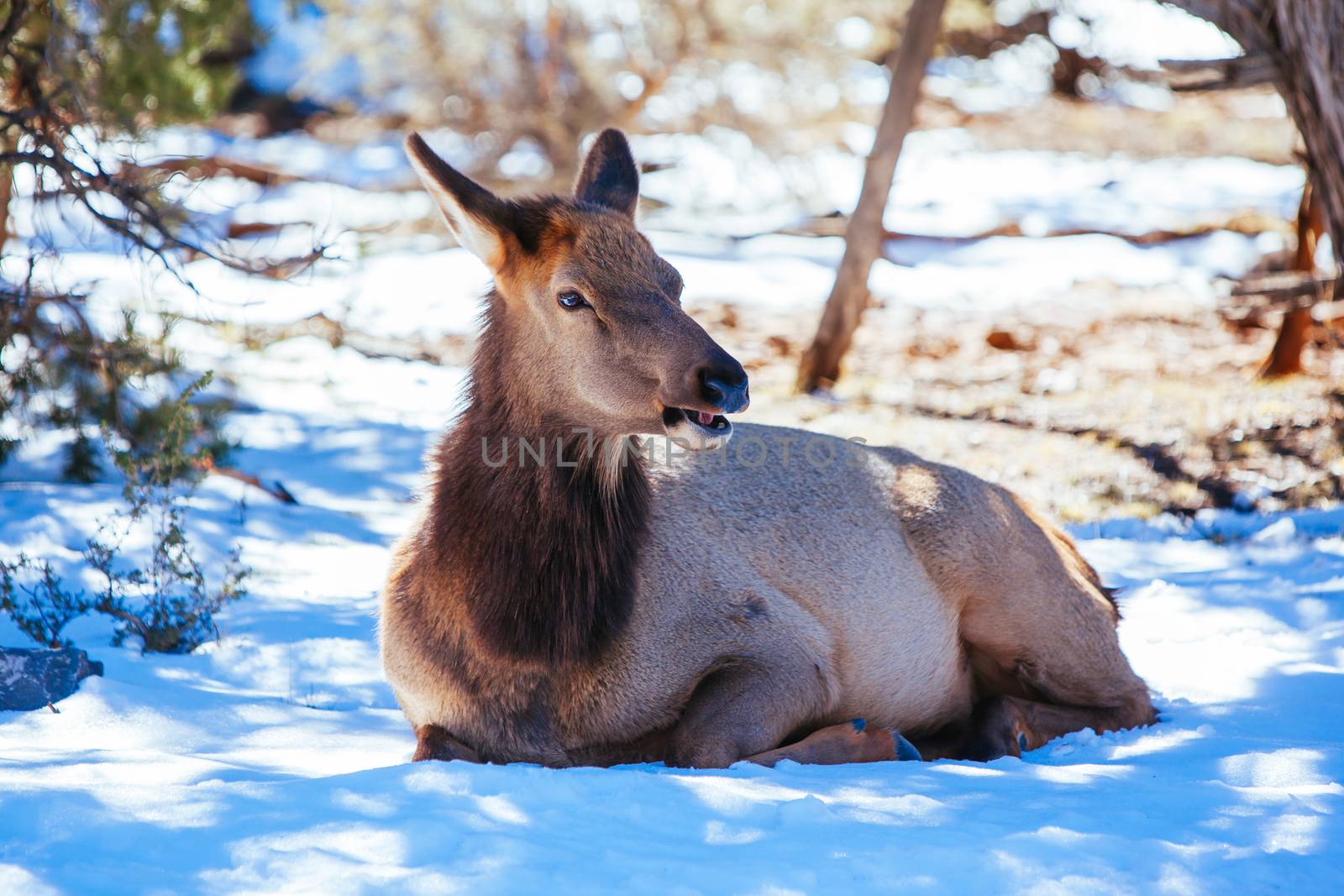 A wild mule deer rests around the South Rim at the Grand Canyon, Arizona, USA