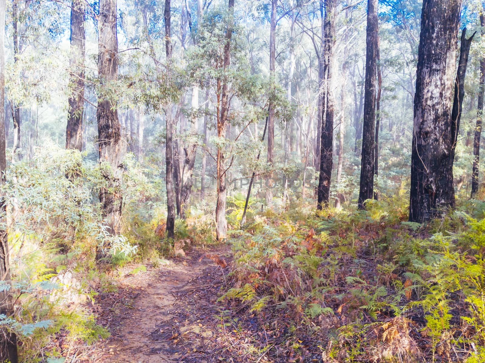 The popular Buxton mountain bike park in Black Range State forest near Marysville in Victoria, Australia