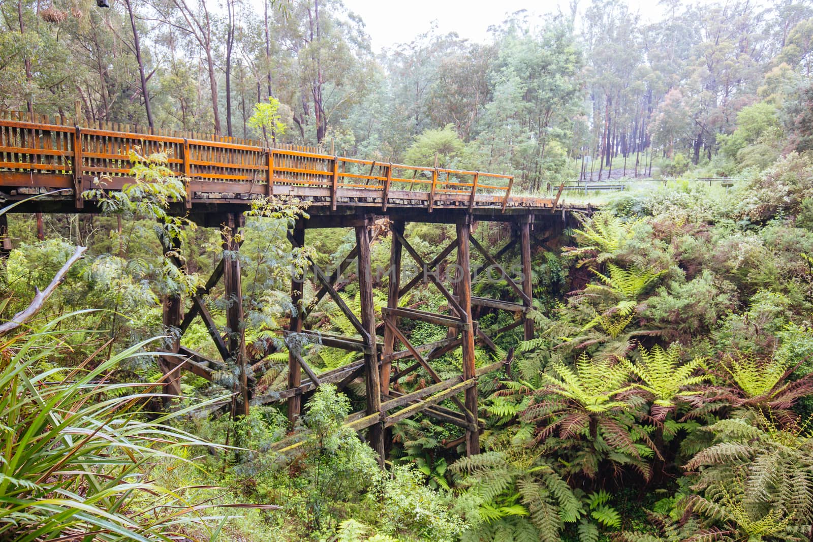 Noojee Trestle Rail Bridge in Victoria Australia by FiledIMAGE