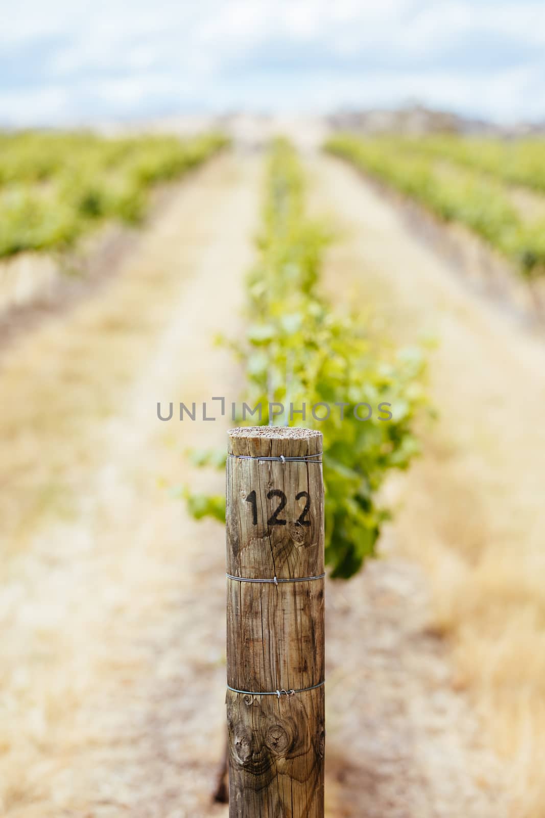 Young vines early in the season on a warm spring day in Harcourt, Victoria, Australia