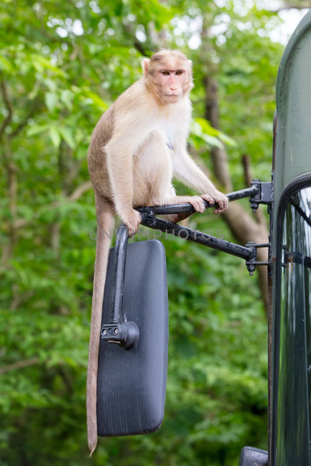 Wild monkeys intimidate visitors at Kanheri Caves within Sanjay Gandhi National Park in northern Mumbai in India