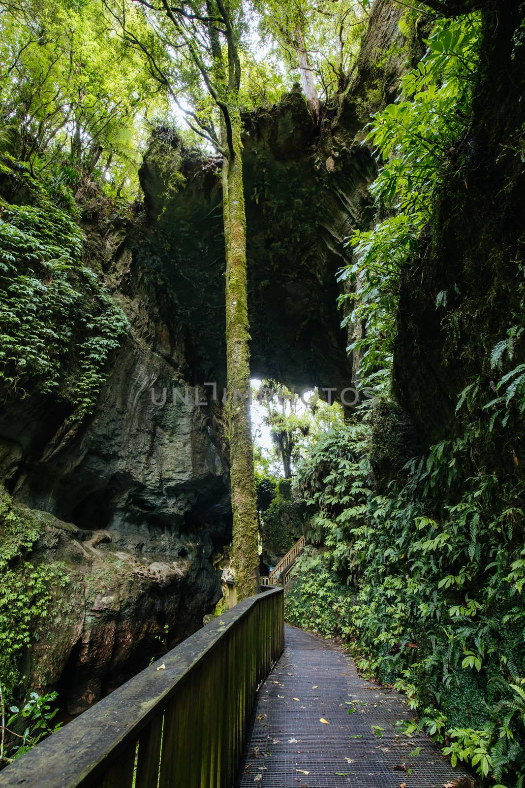 The famous Mangapohue Natural Bridge near Waitomo Caves on New Zealand's north island.
