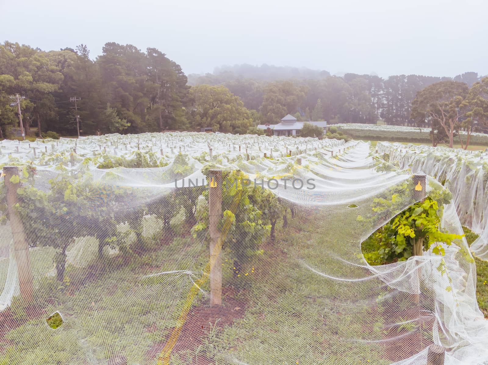 Grape vines close to harvest on a rainy day on the Mornington Peninsula in Victoria, Australia