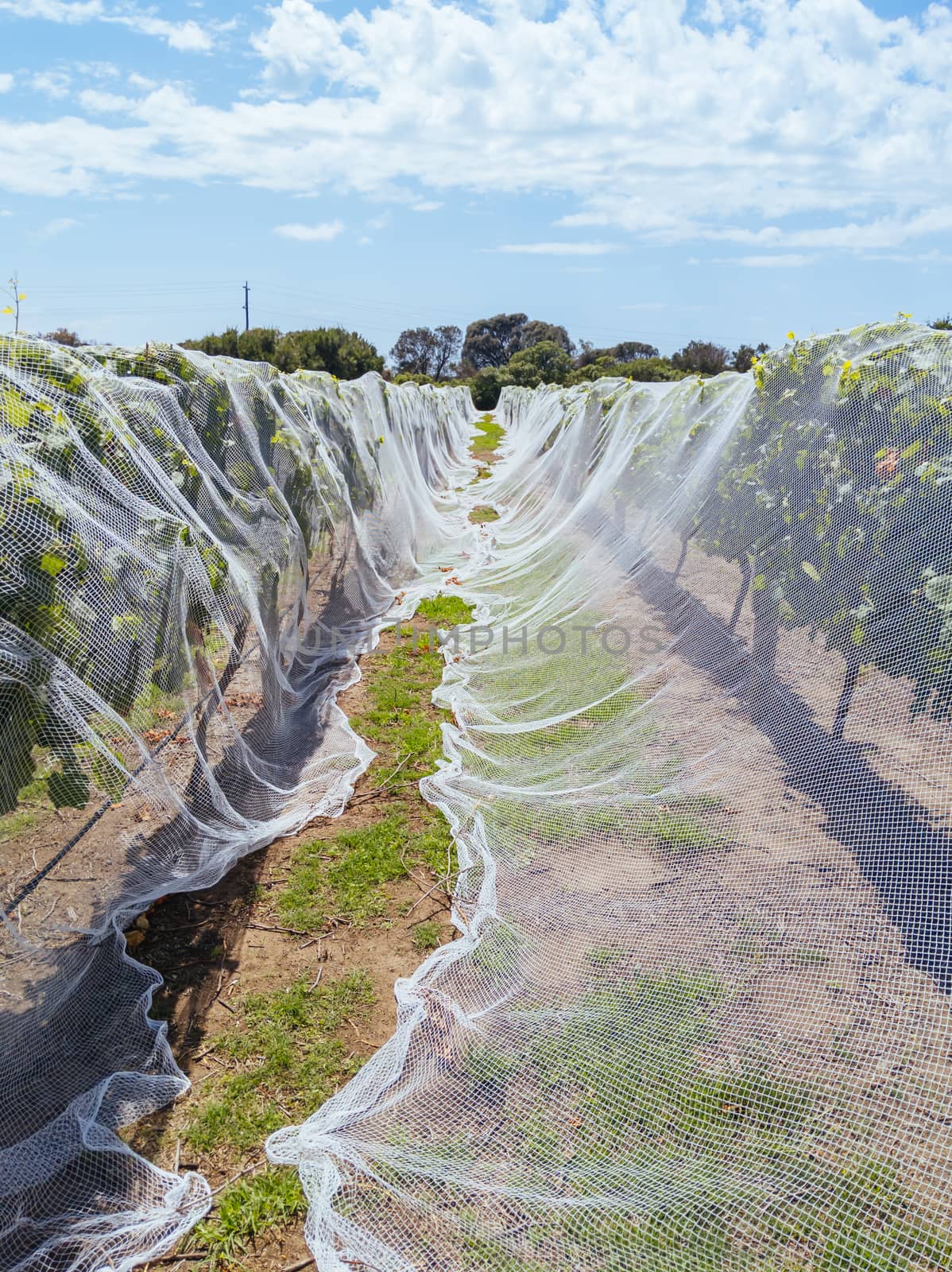 Grape vines close to harvest on a sunny day on the Mornington Peninsula in Victoria, Australia