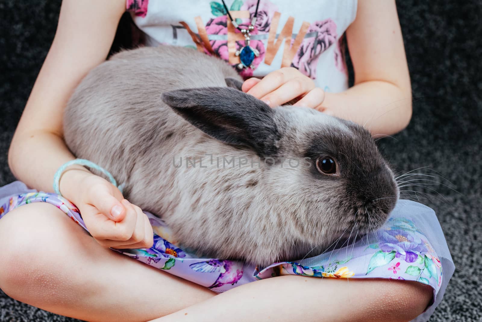 A beautiful lop rabbit being held by a young girl in a home environment