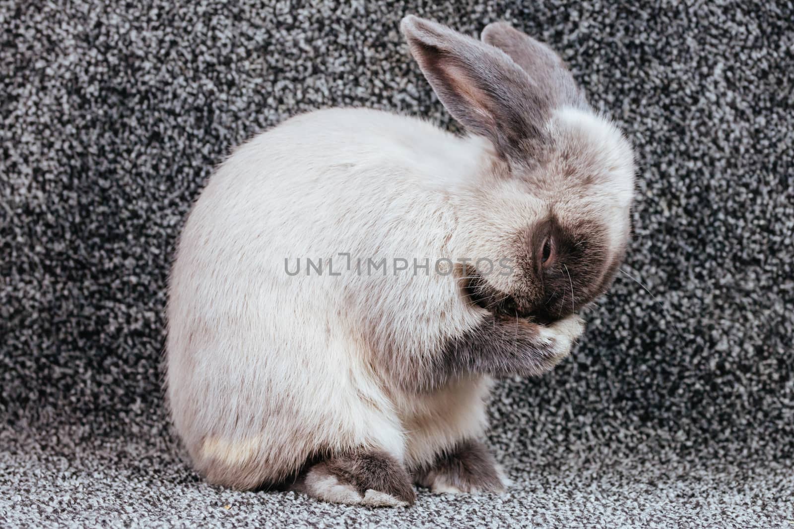 A beautiful lop rabbit against an isolated background.