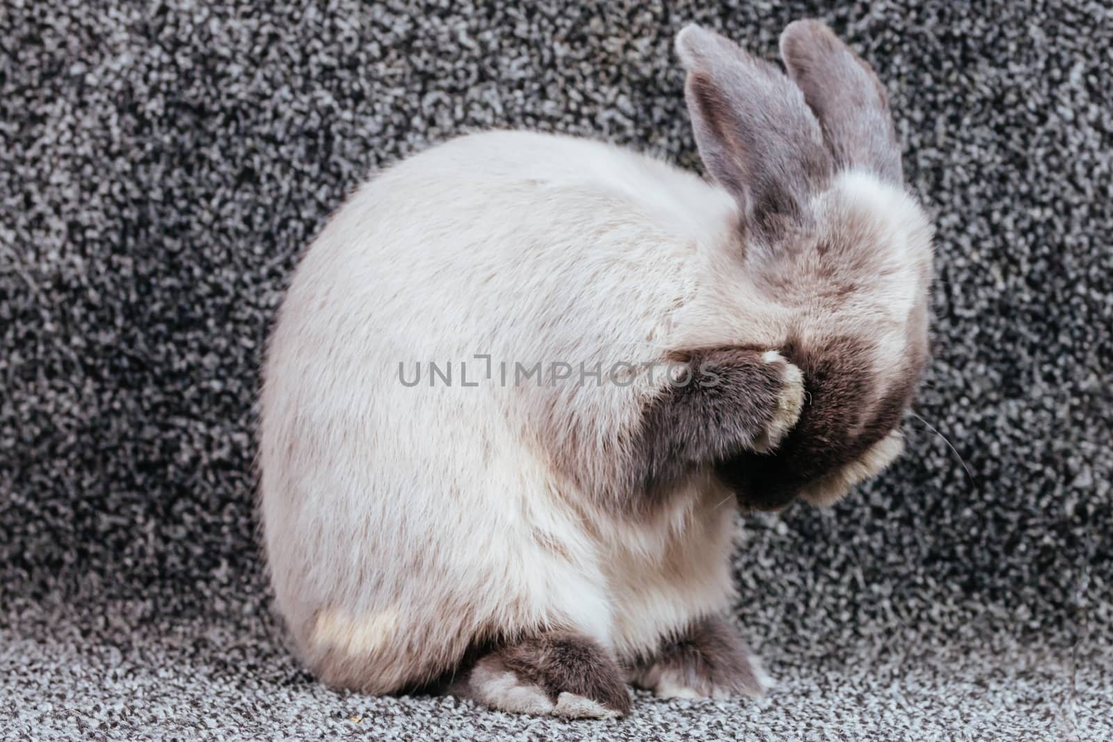 A beautiful lop rabbit against an isolated background.