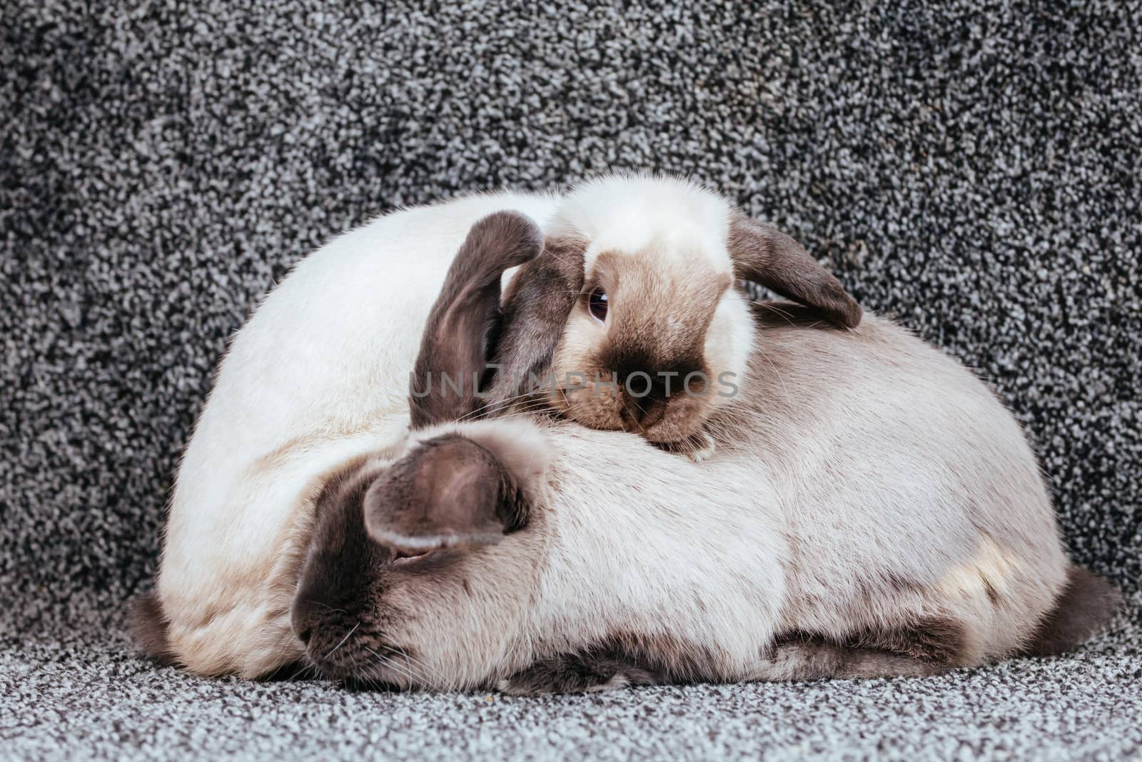 A beautiful pair of lop rabbits playing against an isolated background.