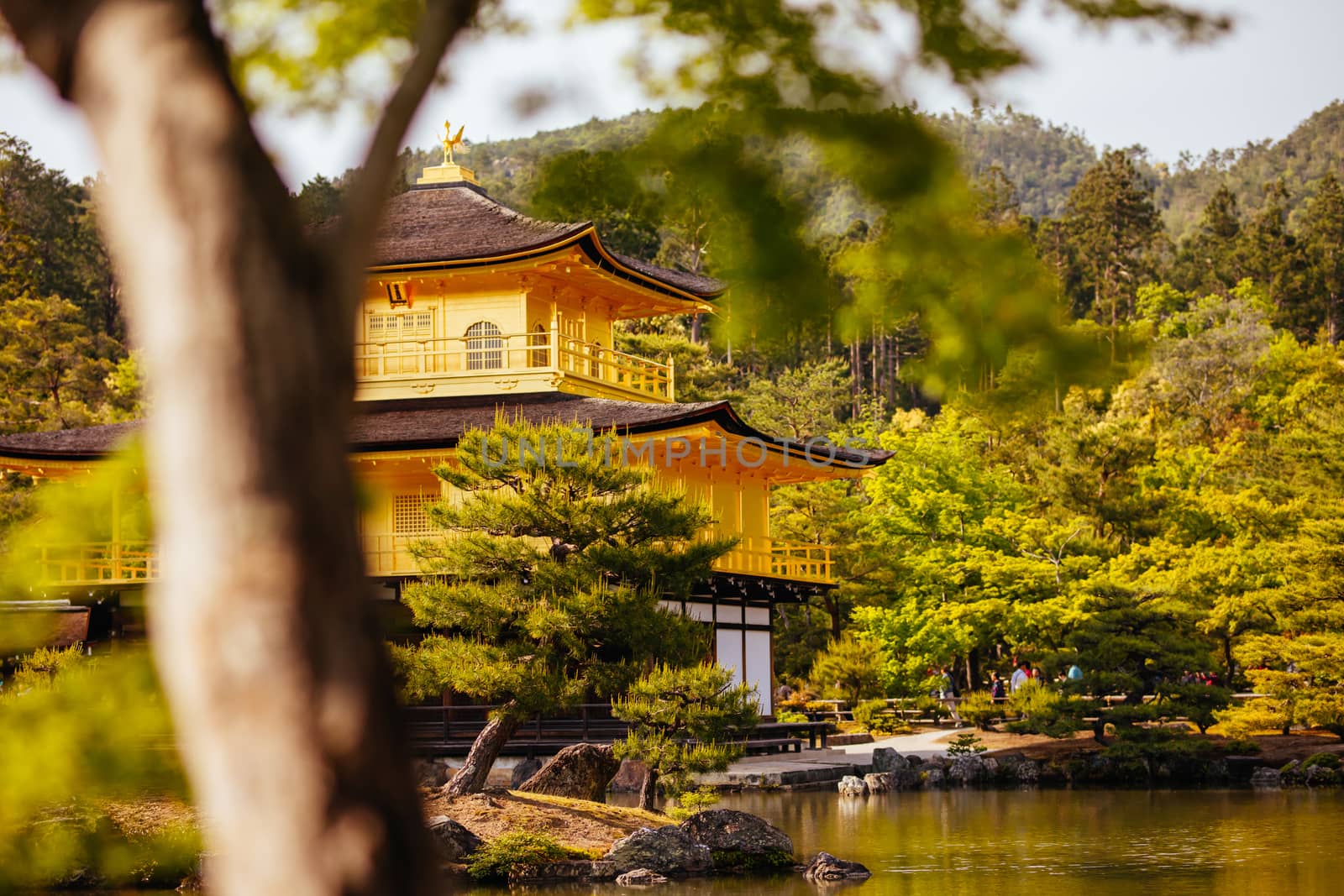 The world famous Kinkakuji Temple (The Golden Pavilion) in Kyoto, Japan