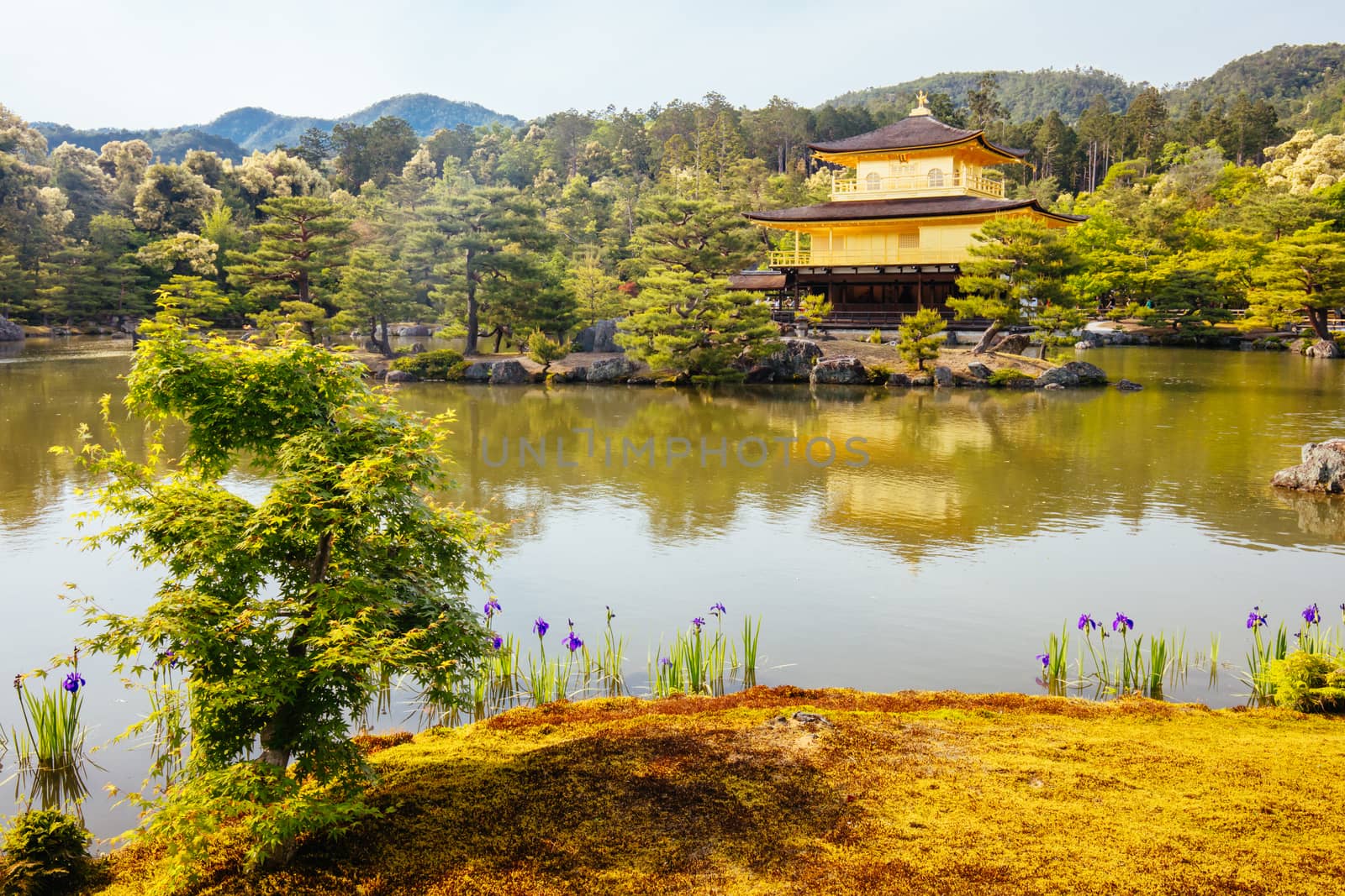 The world famous Kinkakuji Temple (The Golden Pavilion) in Kyoto, Japan