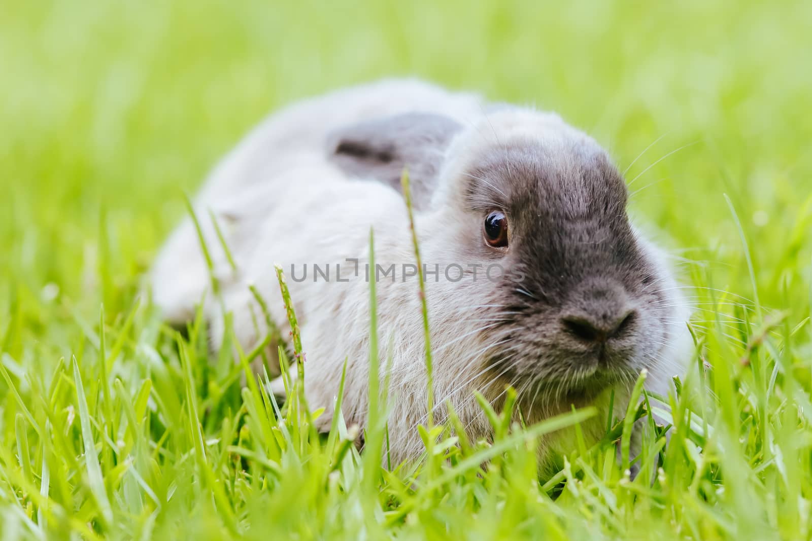A beautiful lop rabbit against an isolated background of long green grass