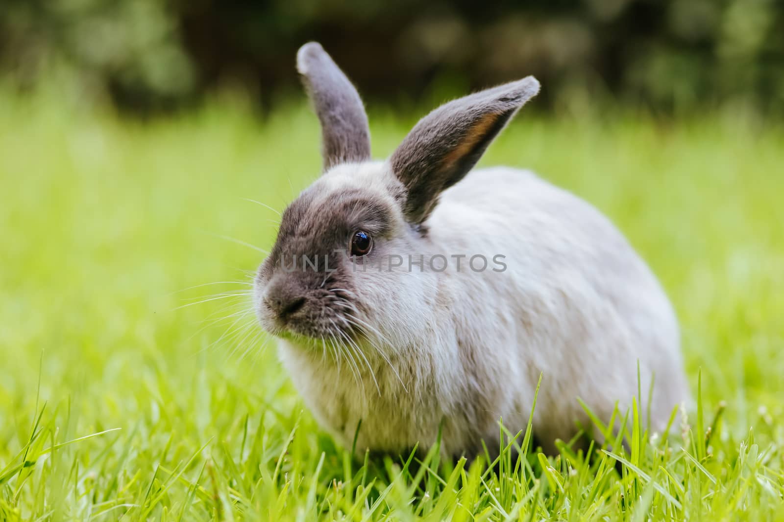 A beautiful lop rabbit against an isolated background of long green grass
