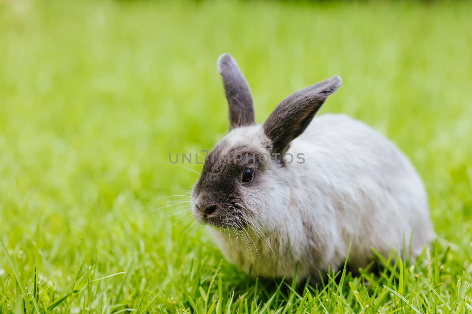 A beautiful lop rabbit against an isolated background of long green grass