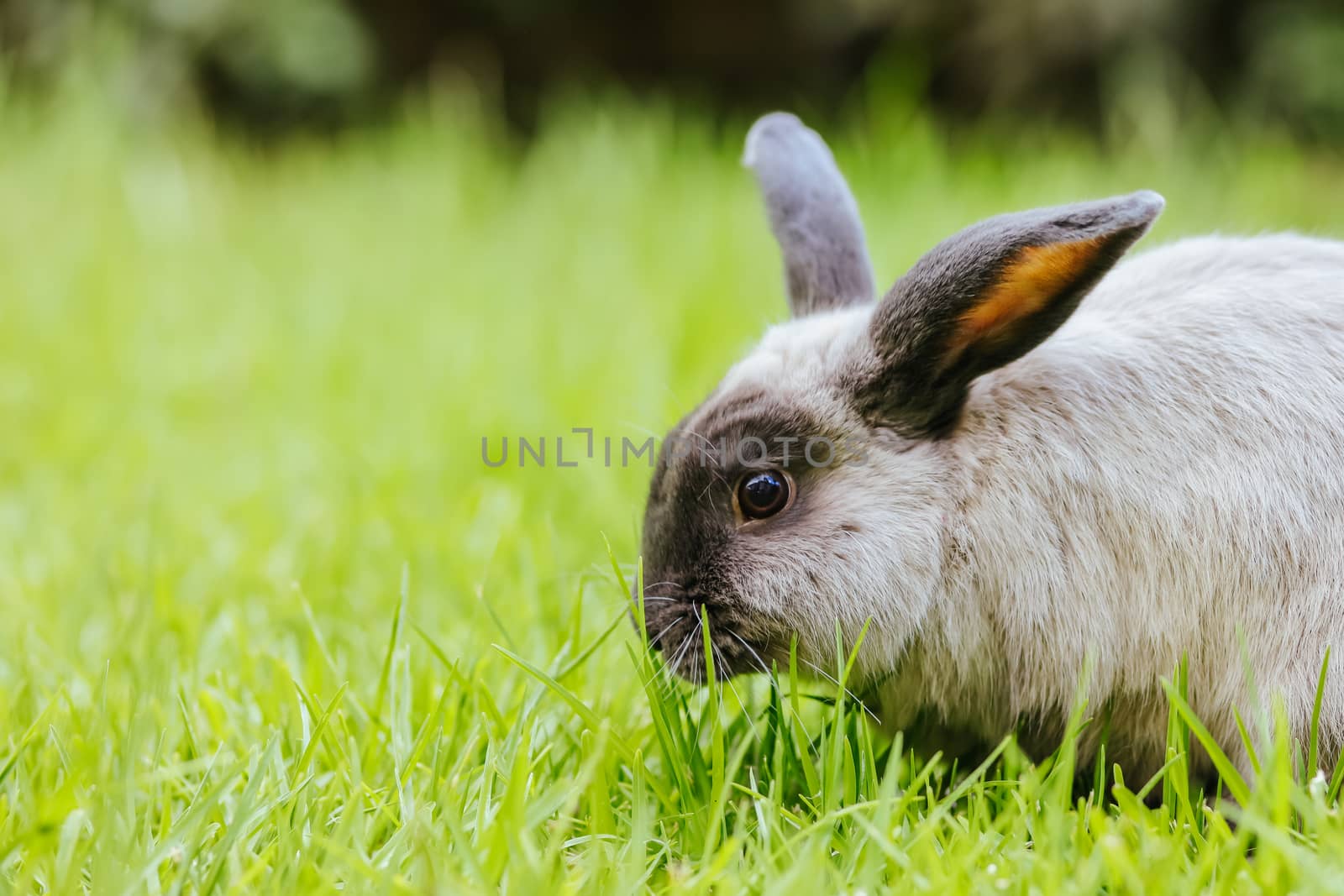 A beautiful lop rabbit against an isolated background of long green grass