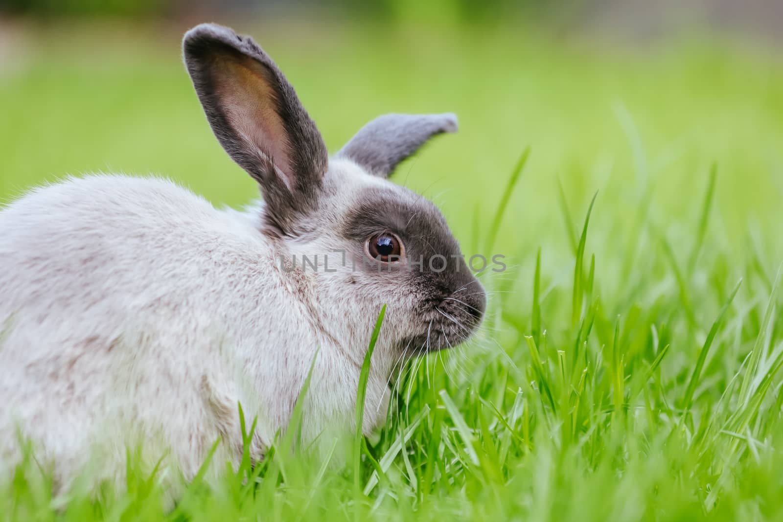 A beautiful lop rabbit against an isolated background of long green grass
