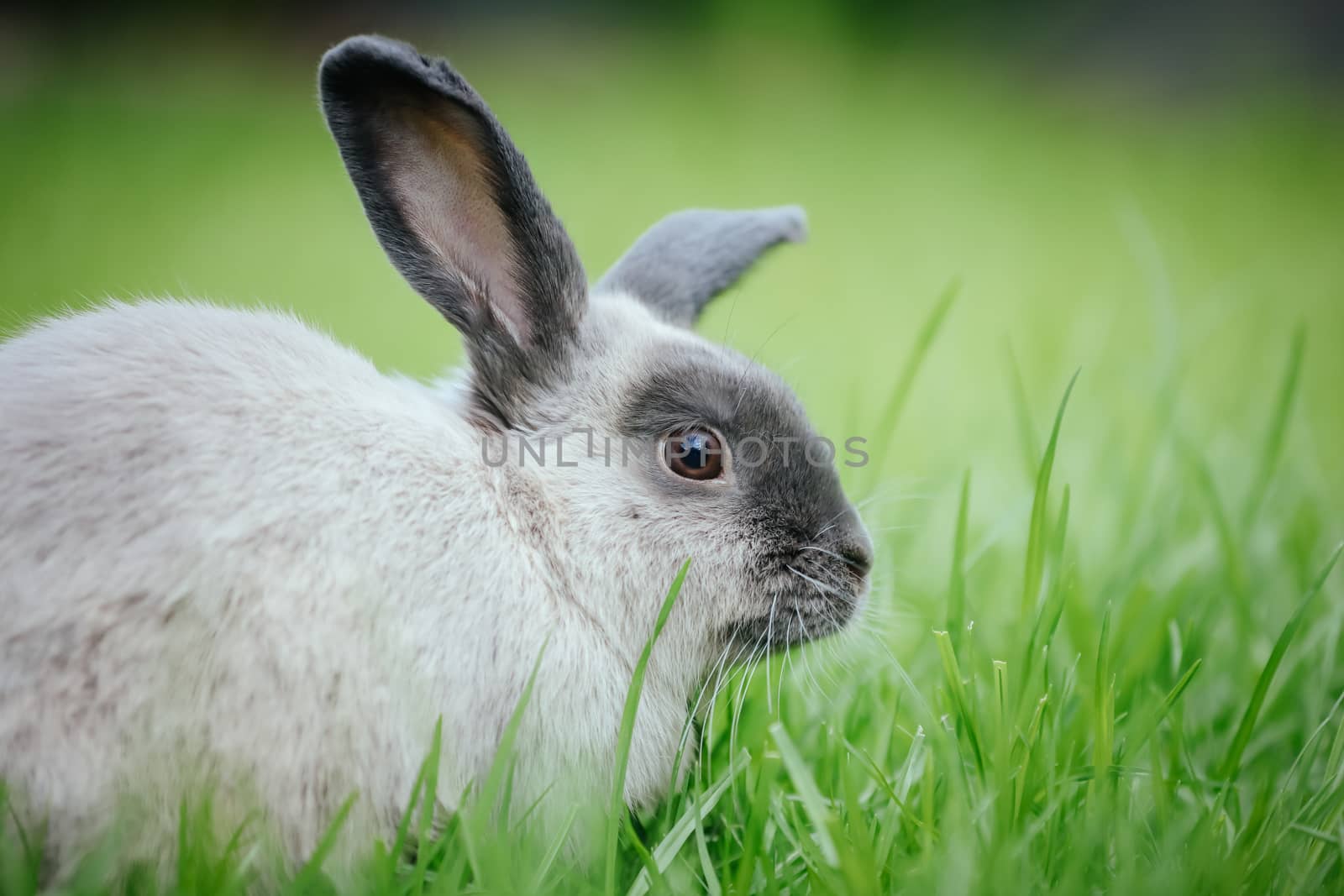 A beautiful lop rabbit against an isolated background of long green grass