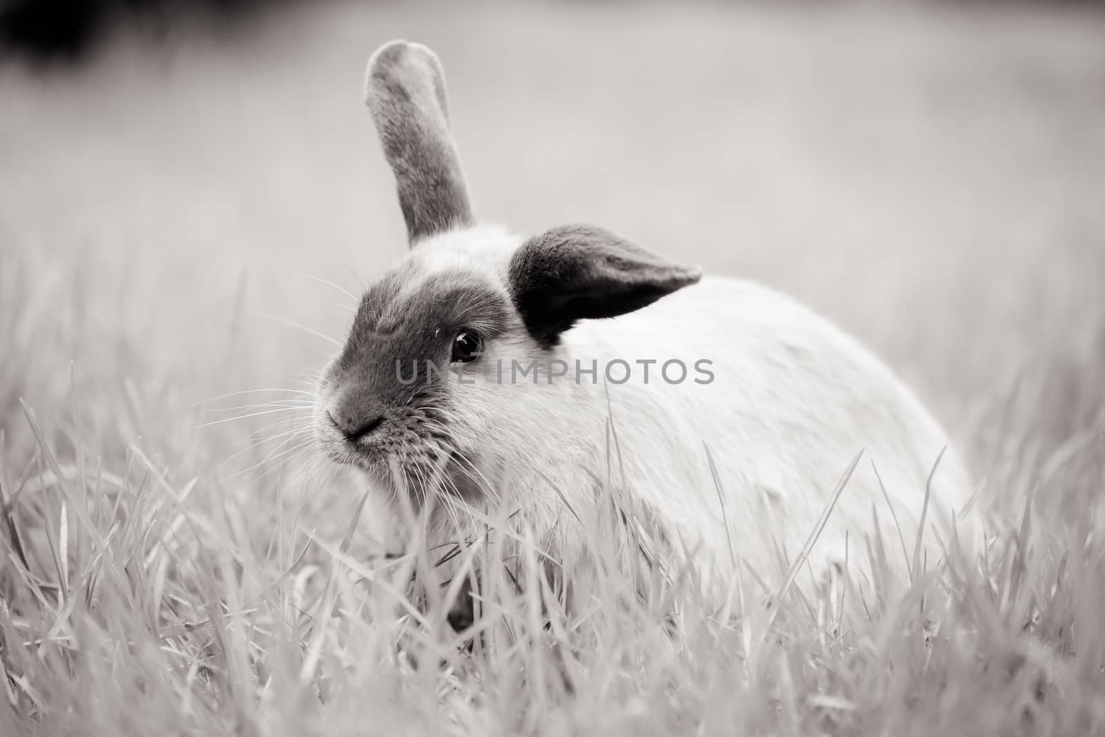A beautiful lop rabbit against an isolated background of long green grass