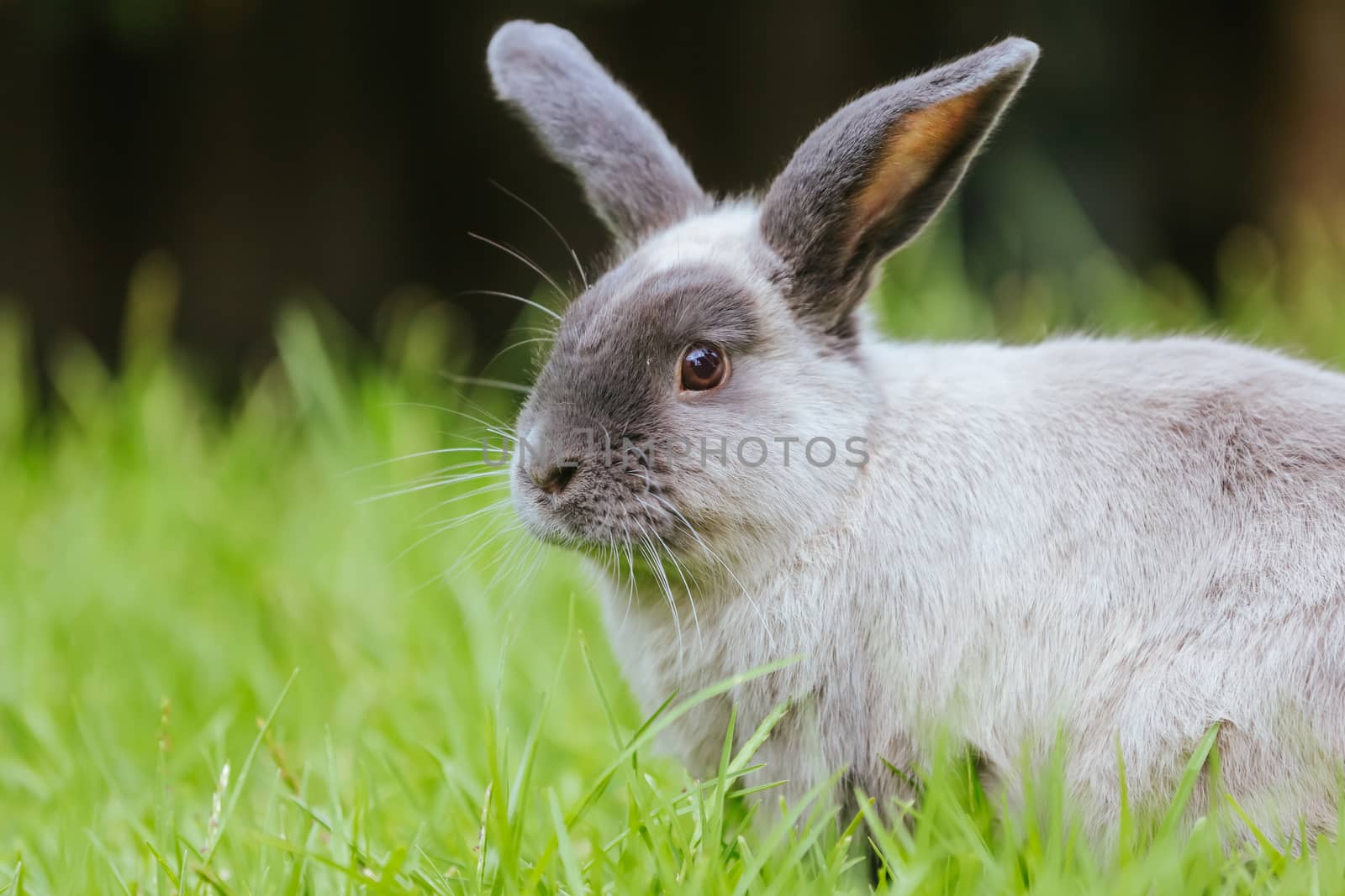 A beautiful lop rabbit against an isolated background of long green grass