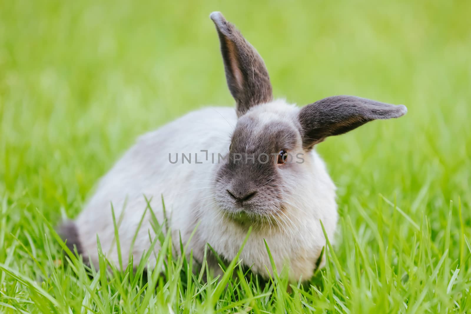 A beautiful lop rabbit against an isolated background of long green grass
