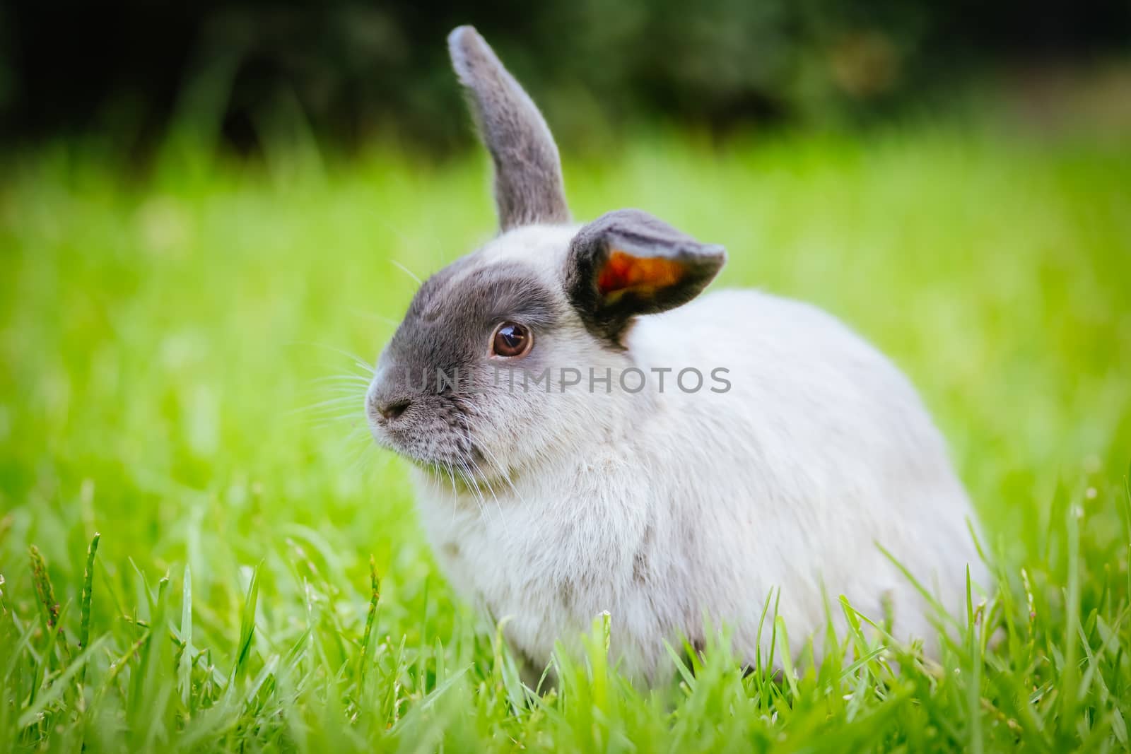 A beautiful lop rabbit against an isolated background of long green grass