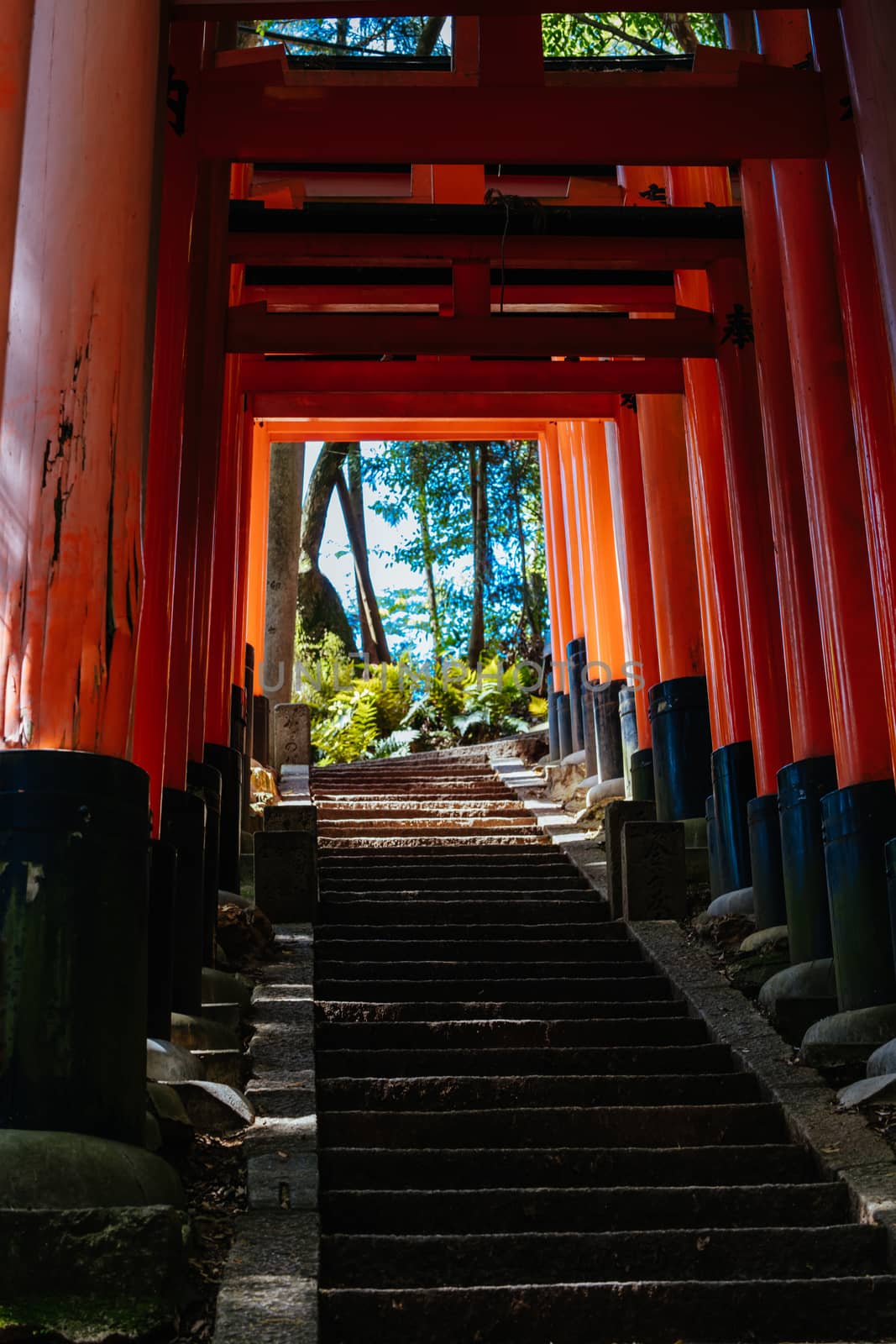 Fushimi Inari Shrine Kyoto Japan by FiledIMAGE