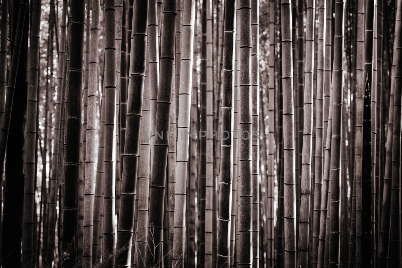 Arashiyama Bamboo Forest early in the morning in Kyoto Japan