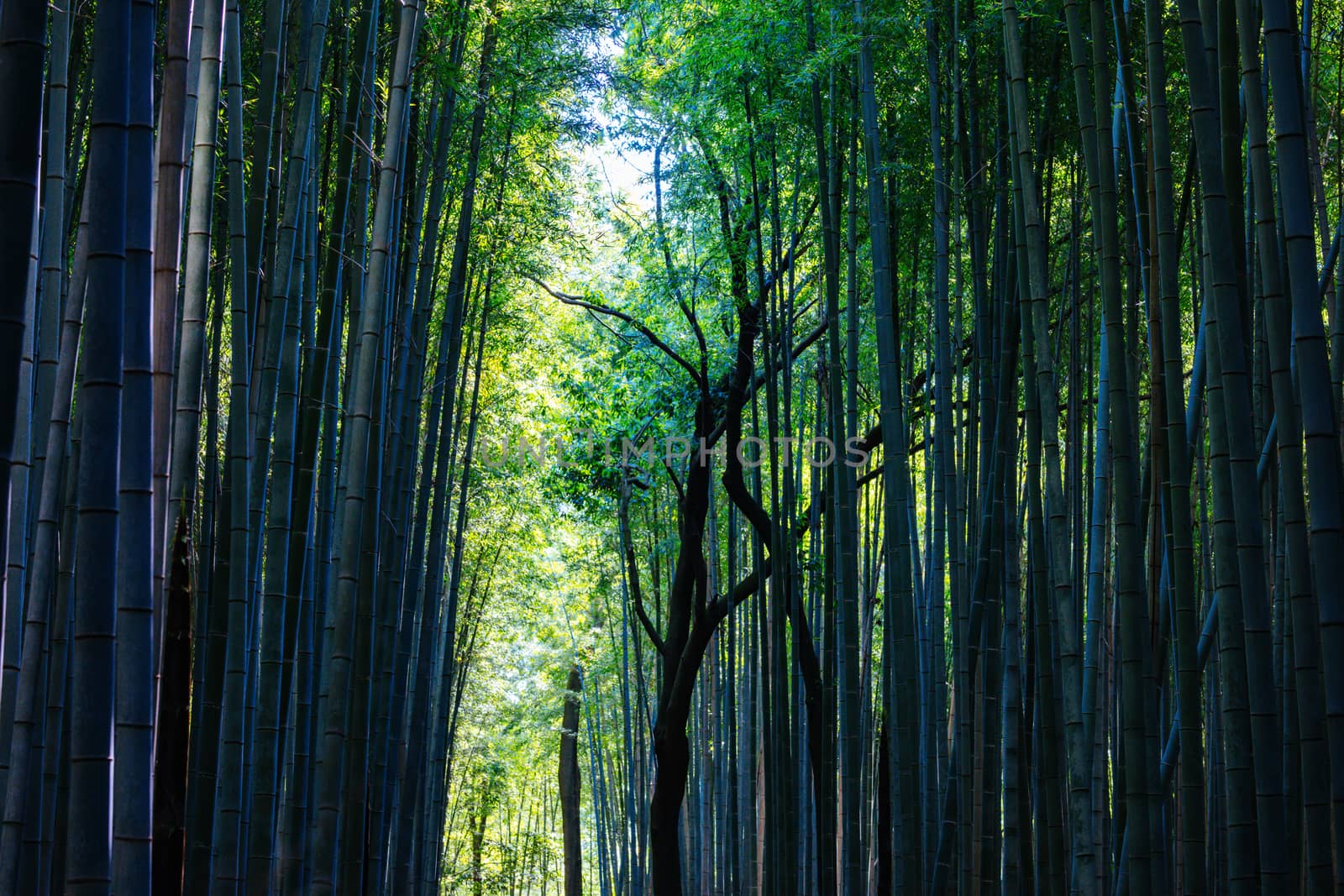 Arashiyama Bamboo Forest early in the morning in Kyoto Japan