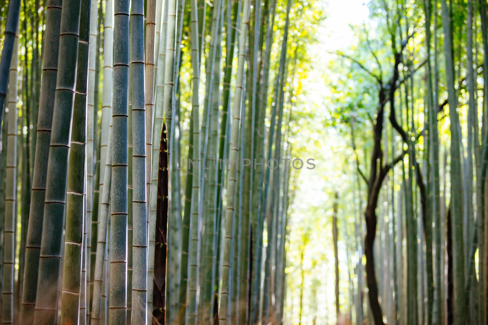 Arashiyama Bamboo Forest early in the morning in Kyoto Japan