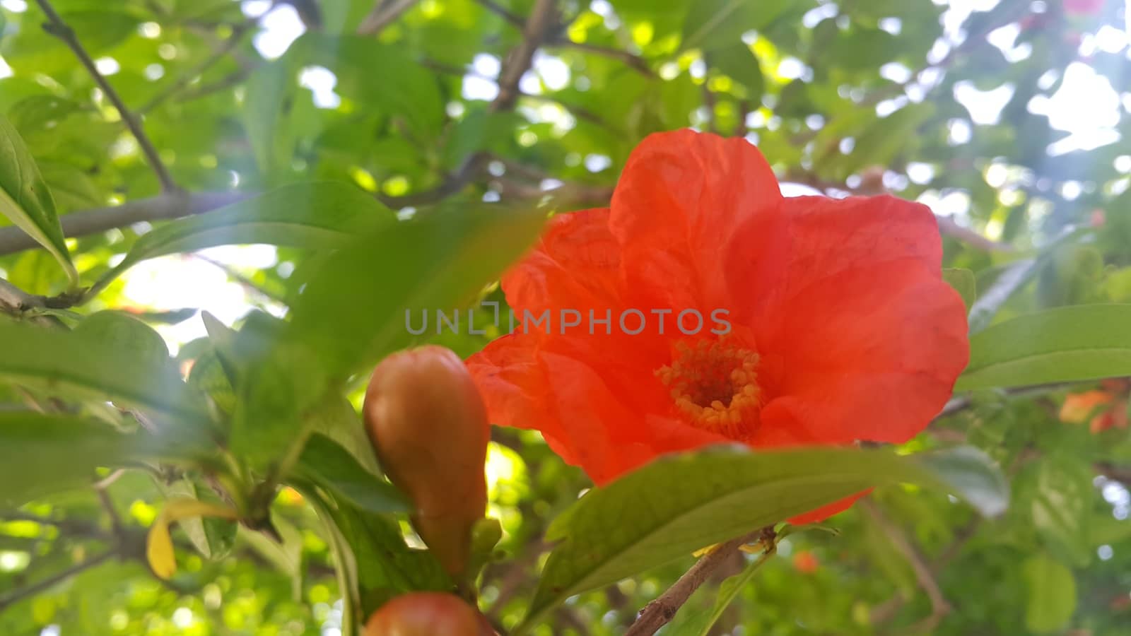 Red flower with stamens and green leaves in background by Photochowk