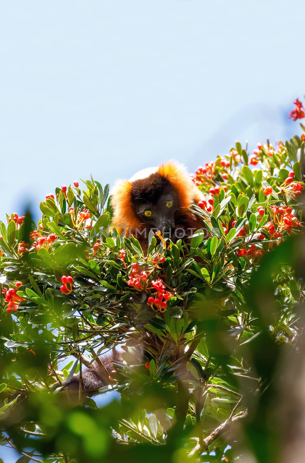 Red ruffed lemur, Varecia rubra, Madagascar wildlife by artush