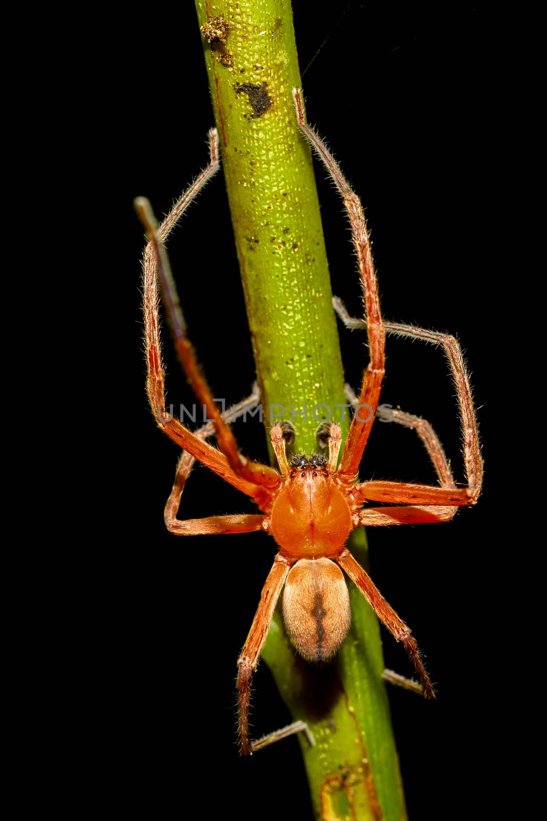 macro of beautiful orange spider, Masoala Peninsula National Park, Madagascar wildlife