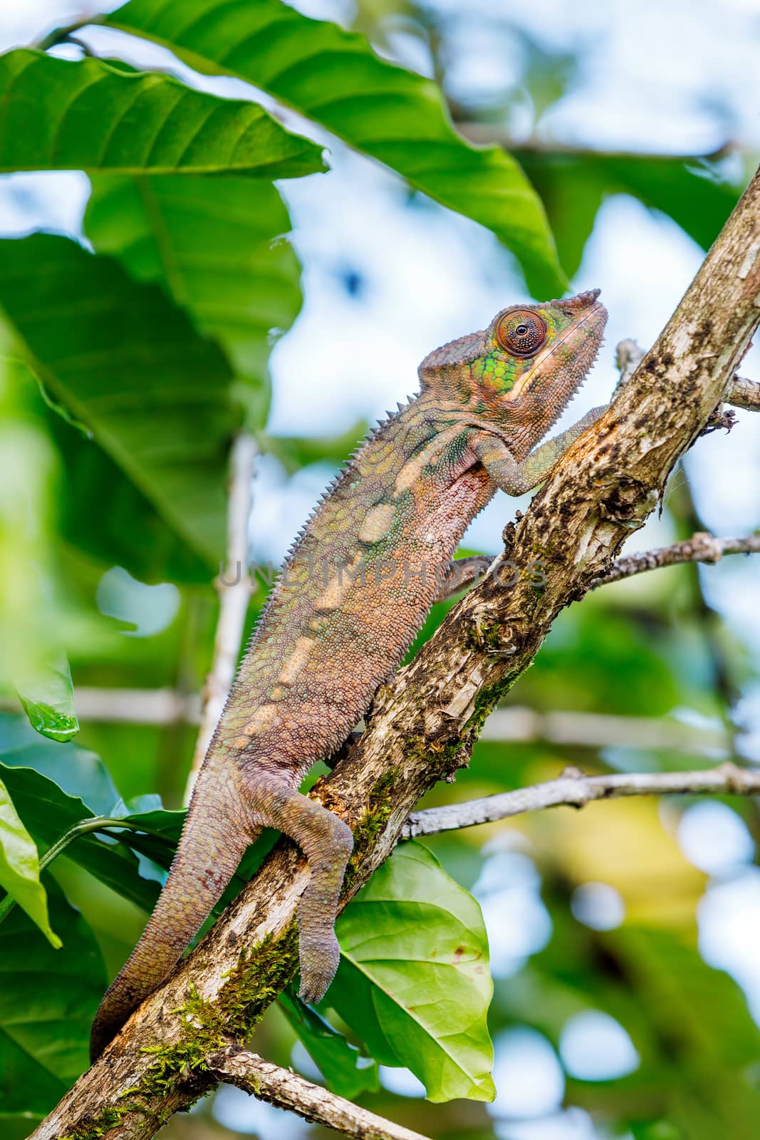 panther chameleon, furcifer pardalis, Madagascar wildlife by artush