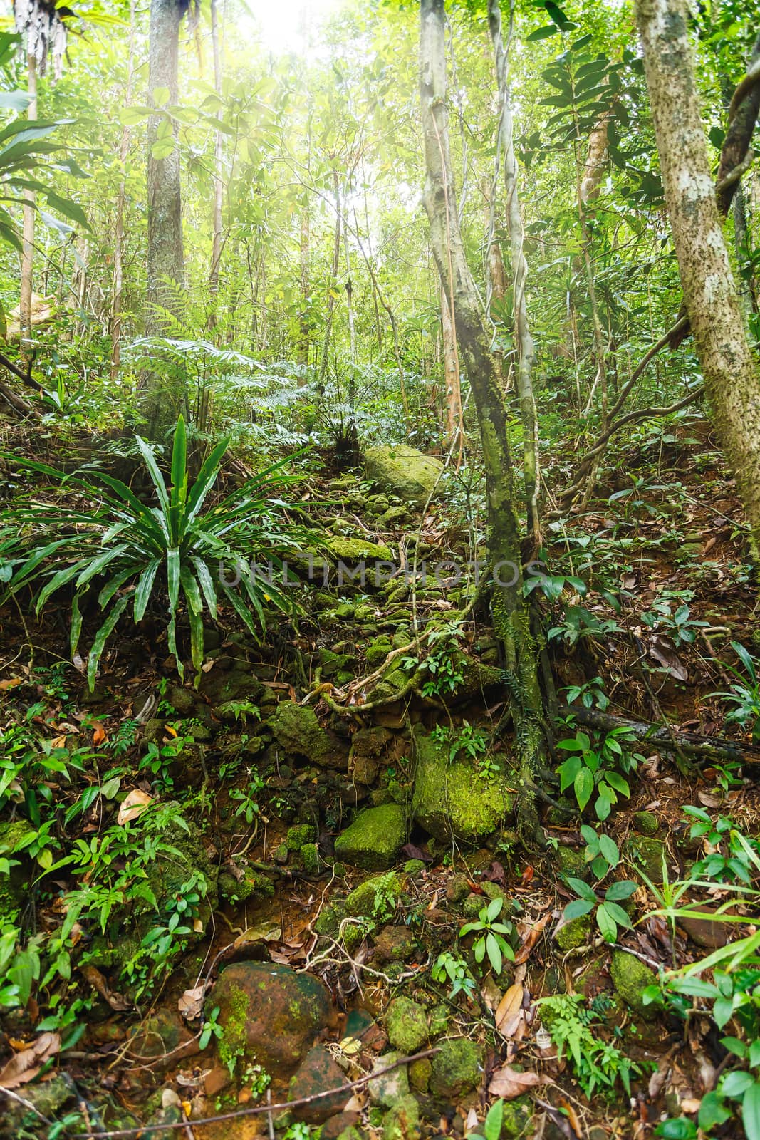 Rainforest jungle of the Masoala National Park in Madagascar, a UNESCO world heritage site, woodland with tropical climate, Africa Madagascar wilderness