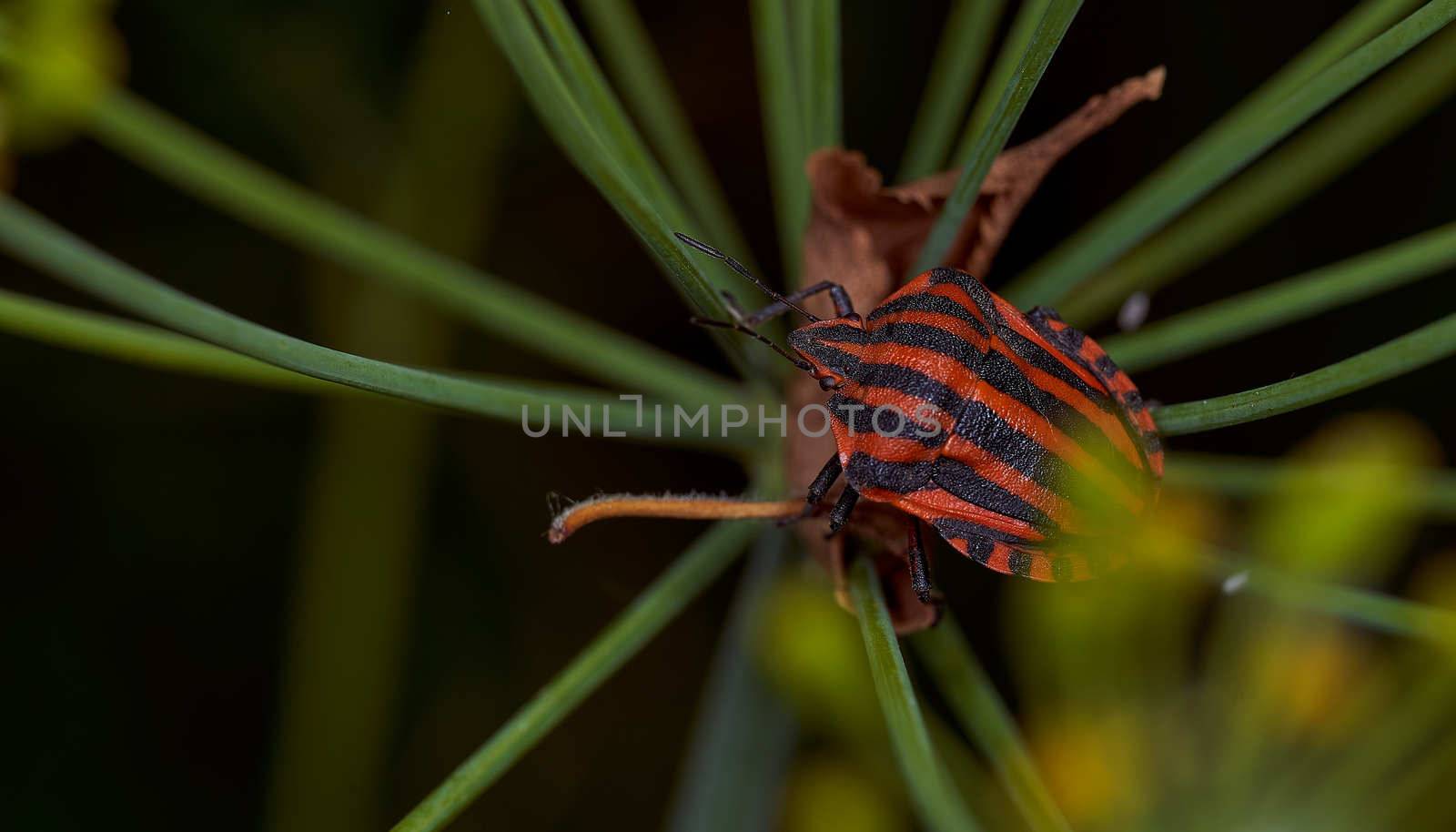 Red striped bug on a green branch of dill Graphosoma italicum, red and black striped stink bug, Pentatomidae. High quality photo