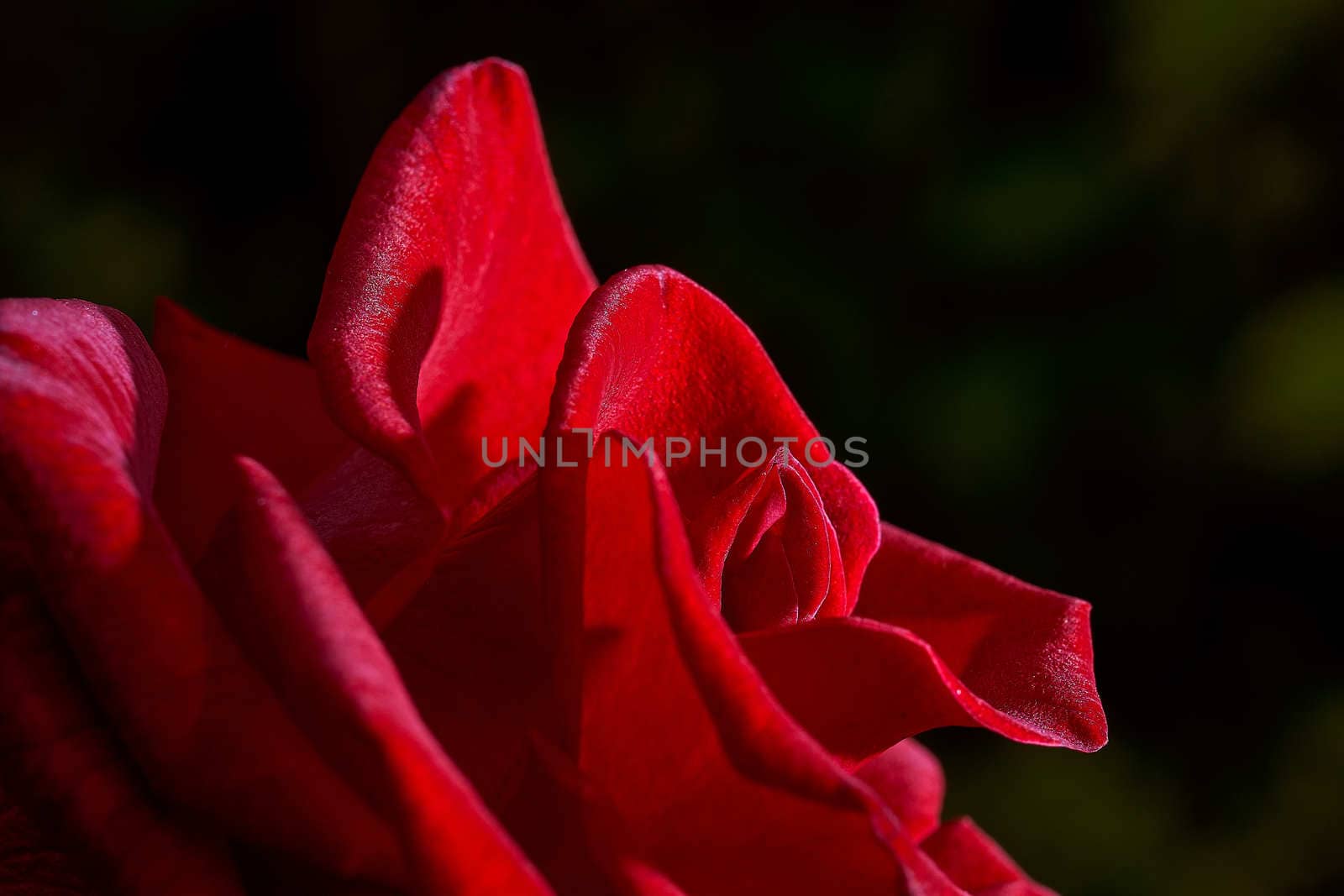 Red Rose Bud in summer. Close-up. Macro effect photo. High quality photo