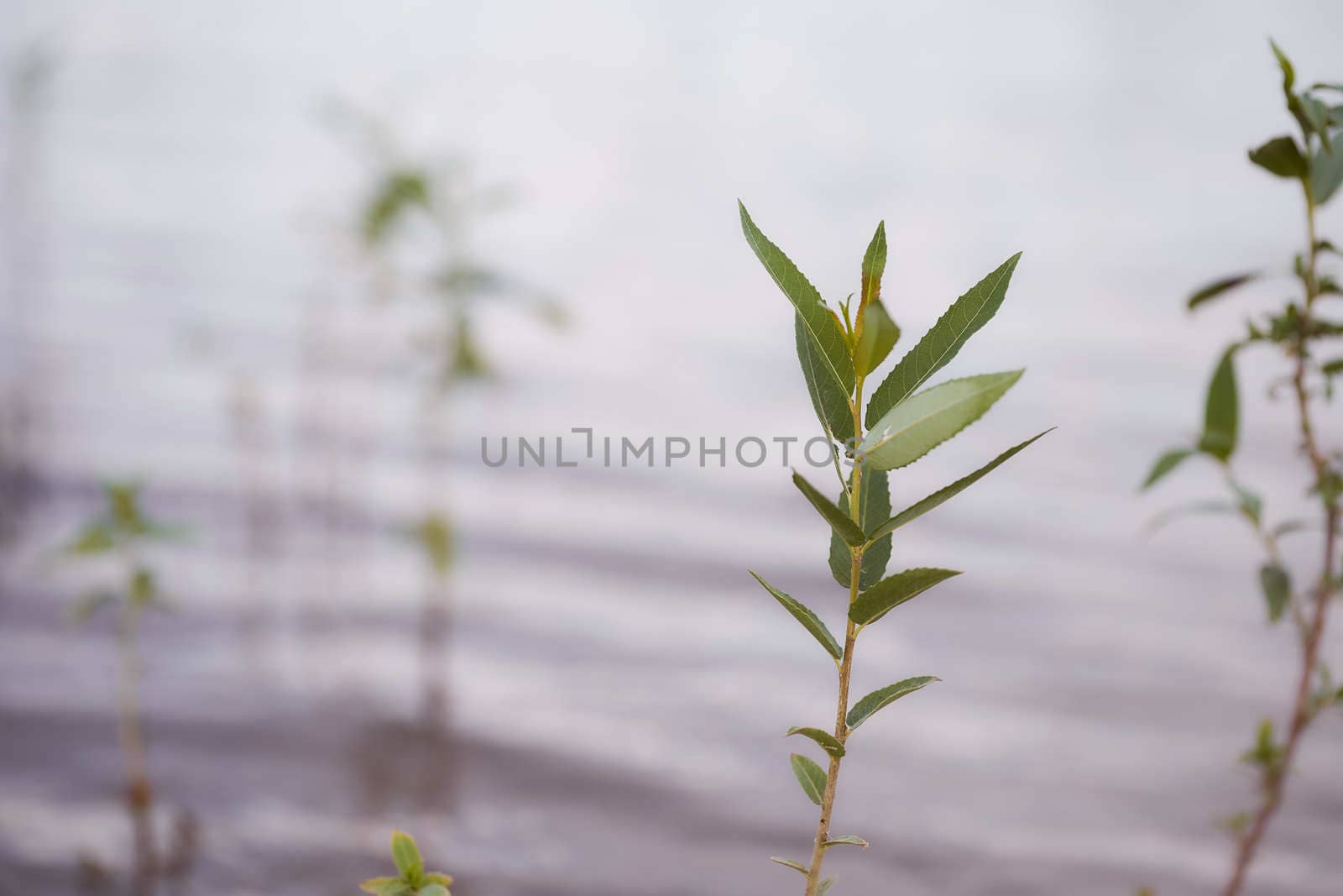 Baby trees growing up in water of river. High quality photo