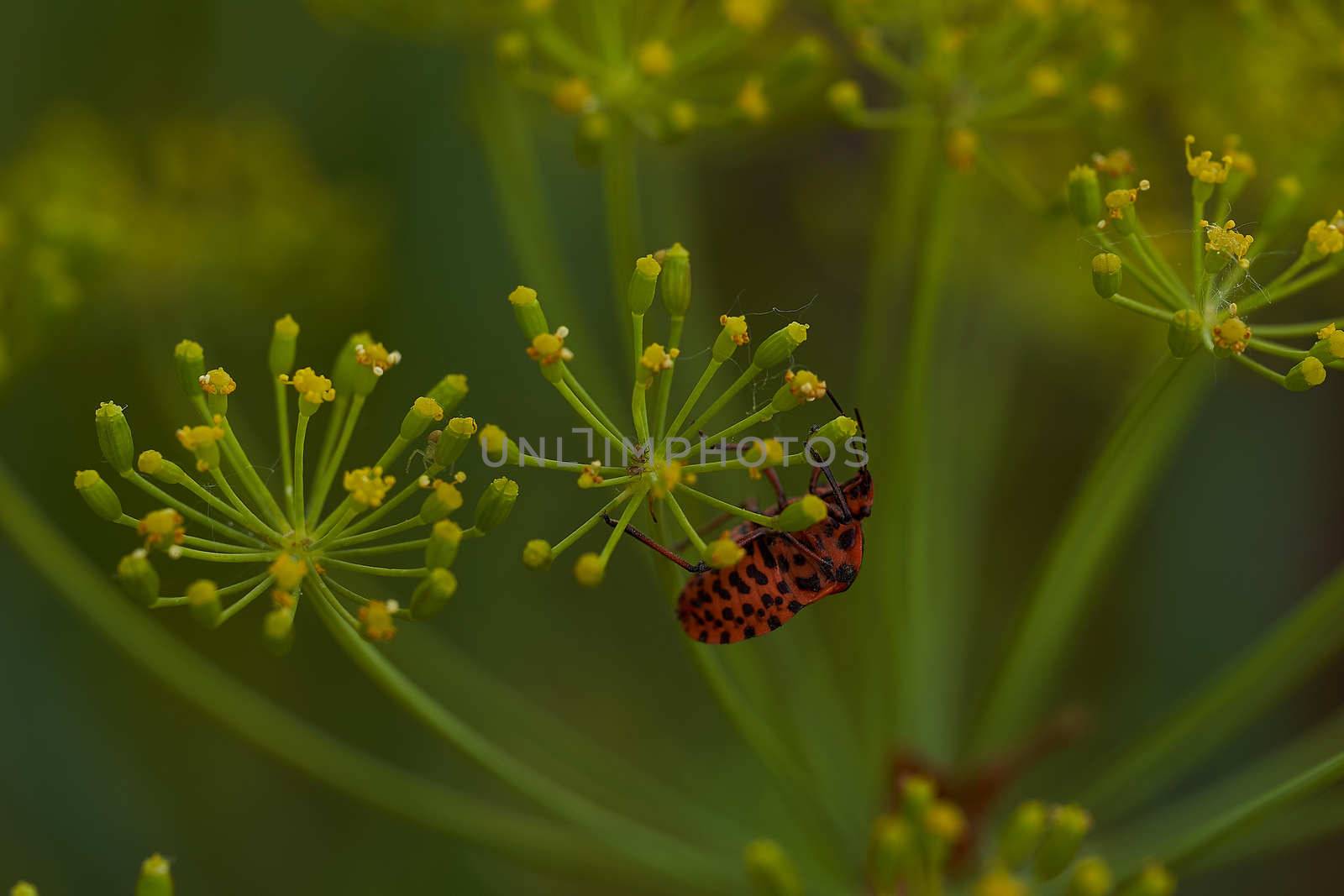 Red striped bedbug on a green branch of dill Graphosoma italicum, red and black striped stink bug, Pentatomidae. High quality photo