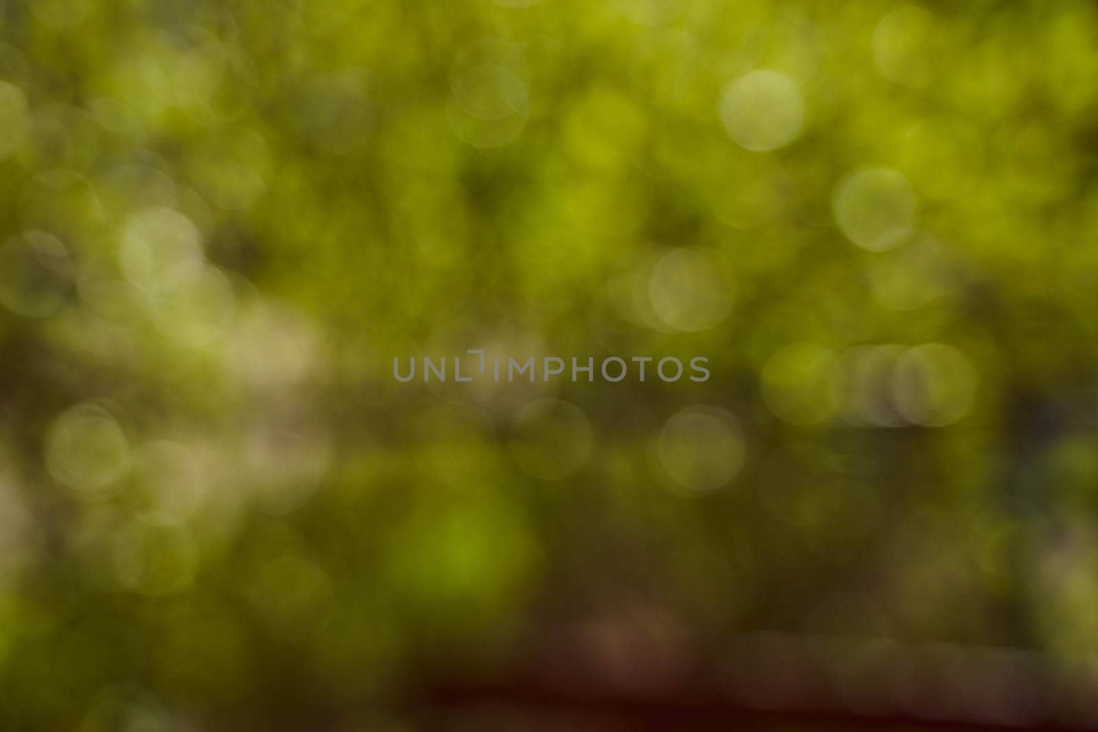 Blurred background side of foliage trees. Background for design insertion. High quality photo