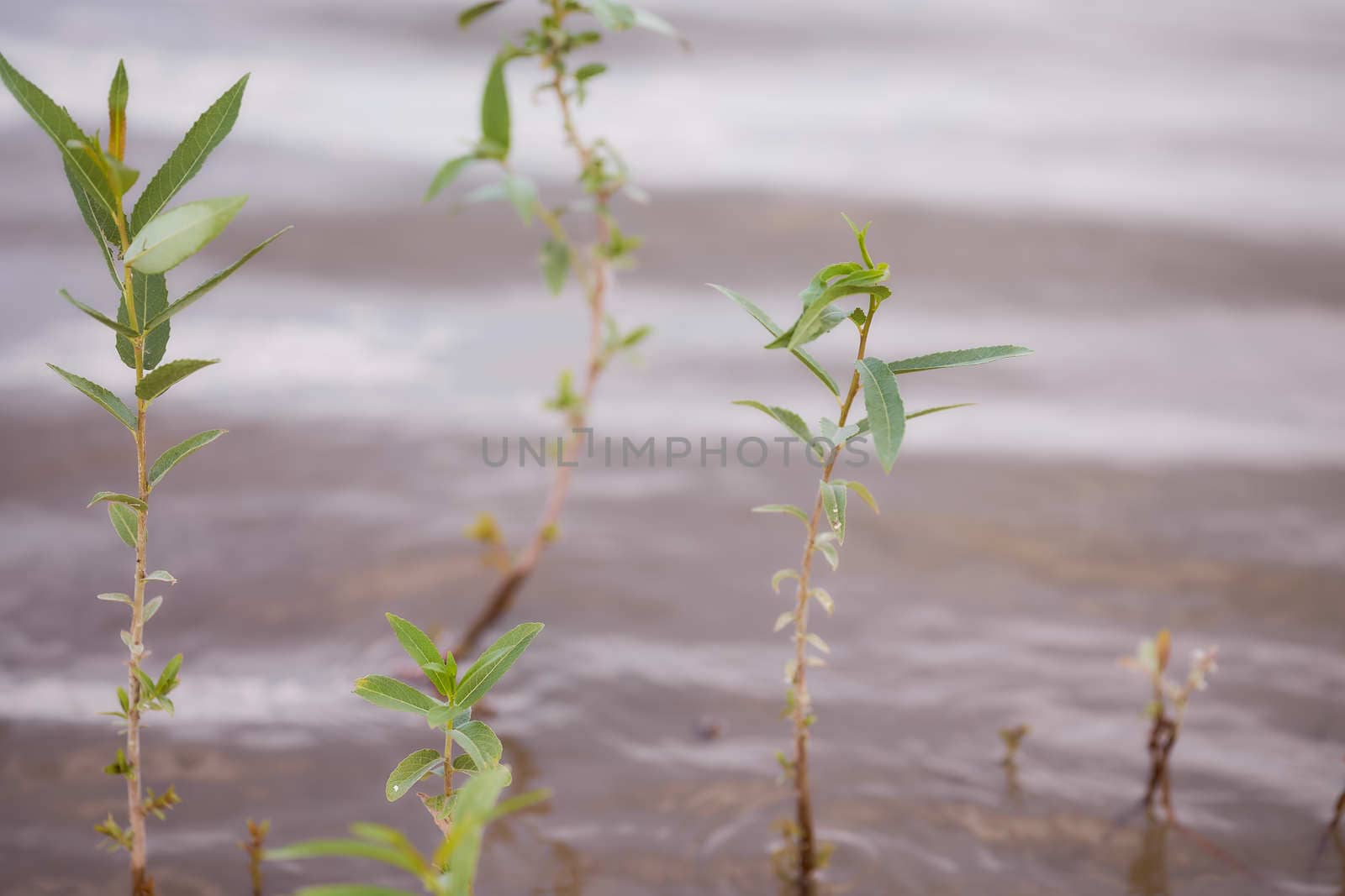 Baby trees growing up in water of river. High quality photo