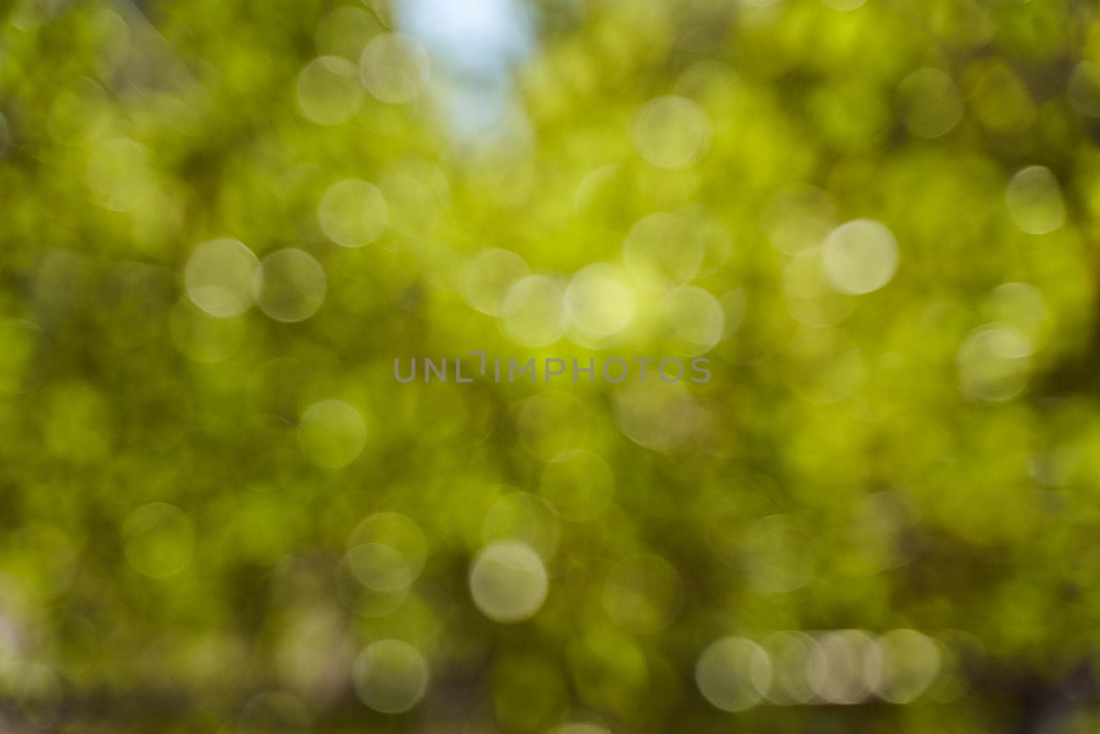 Blurred background side of foliage trees. Background for design insertion. High quality photo