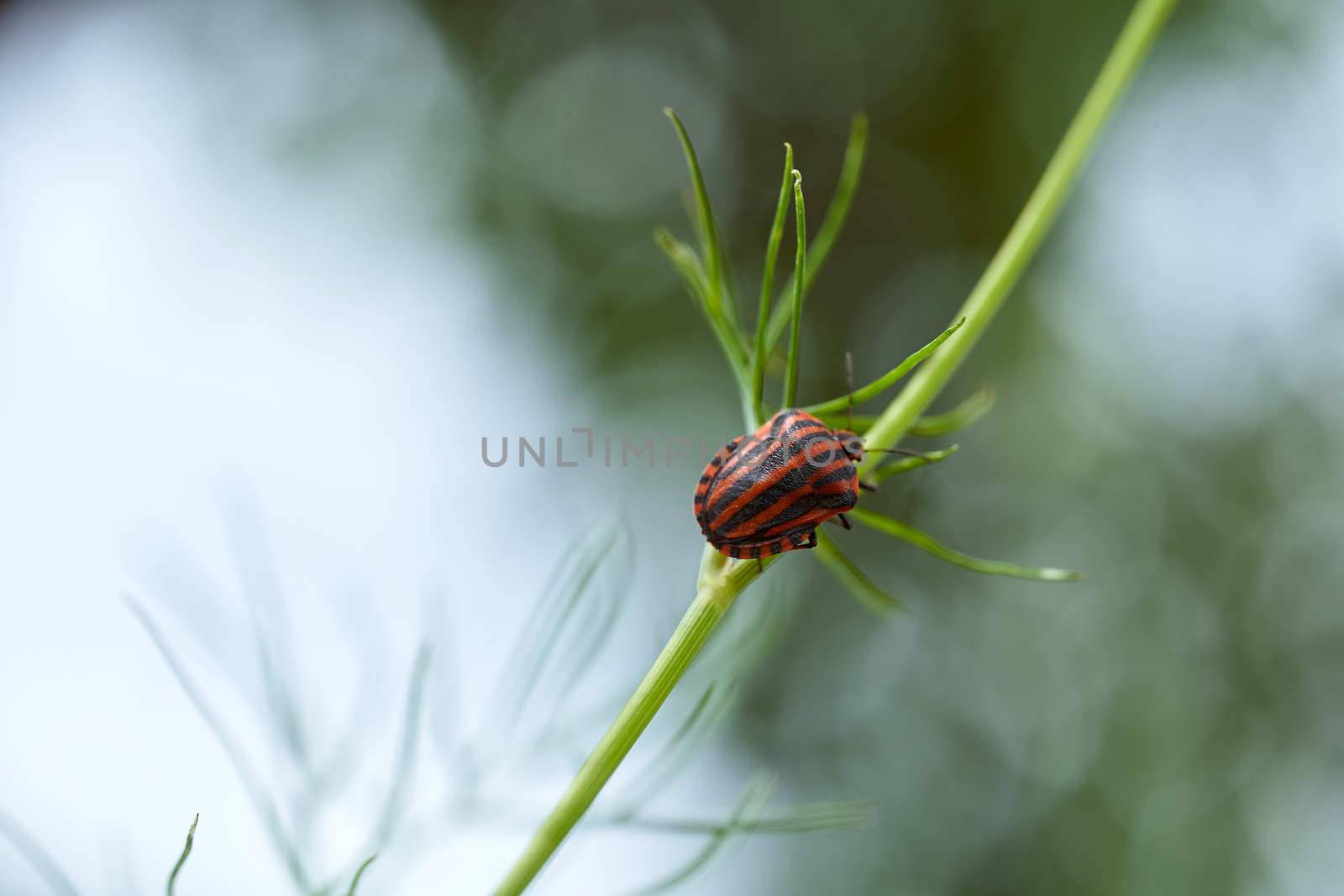 Red striped bedbug on a green branch of dill Graphosoma italicum, red and black striped stink bug, Pentatomidae. High quality photo