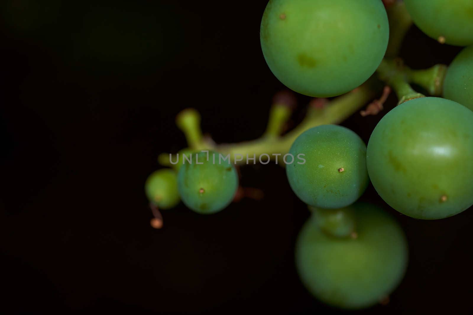 Unripe green grape fruits on a black background. High quality photo